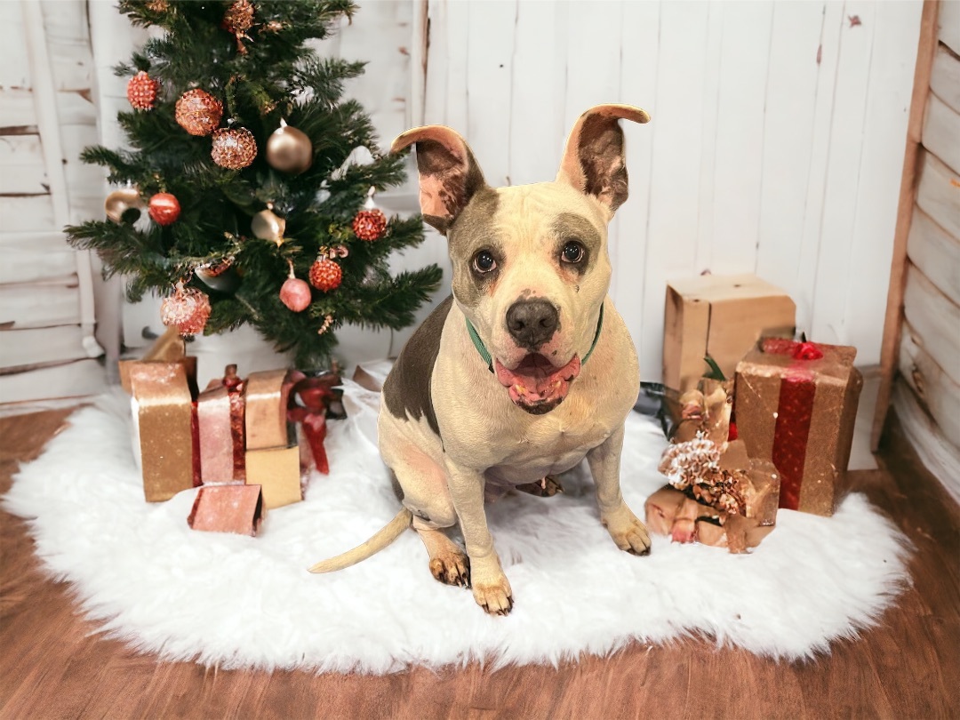 Enlarge Gypsy, a Adoptable Pit Bull Terrier in North Vernon, IN image 4/5