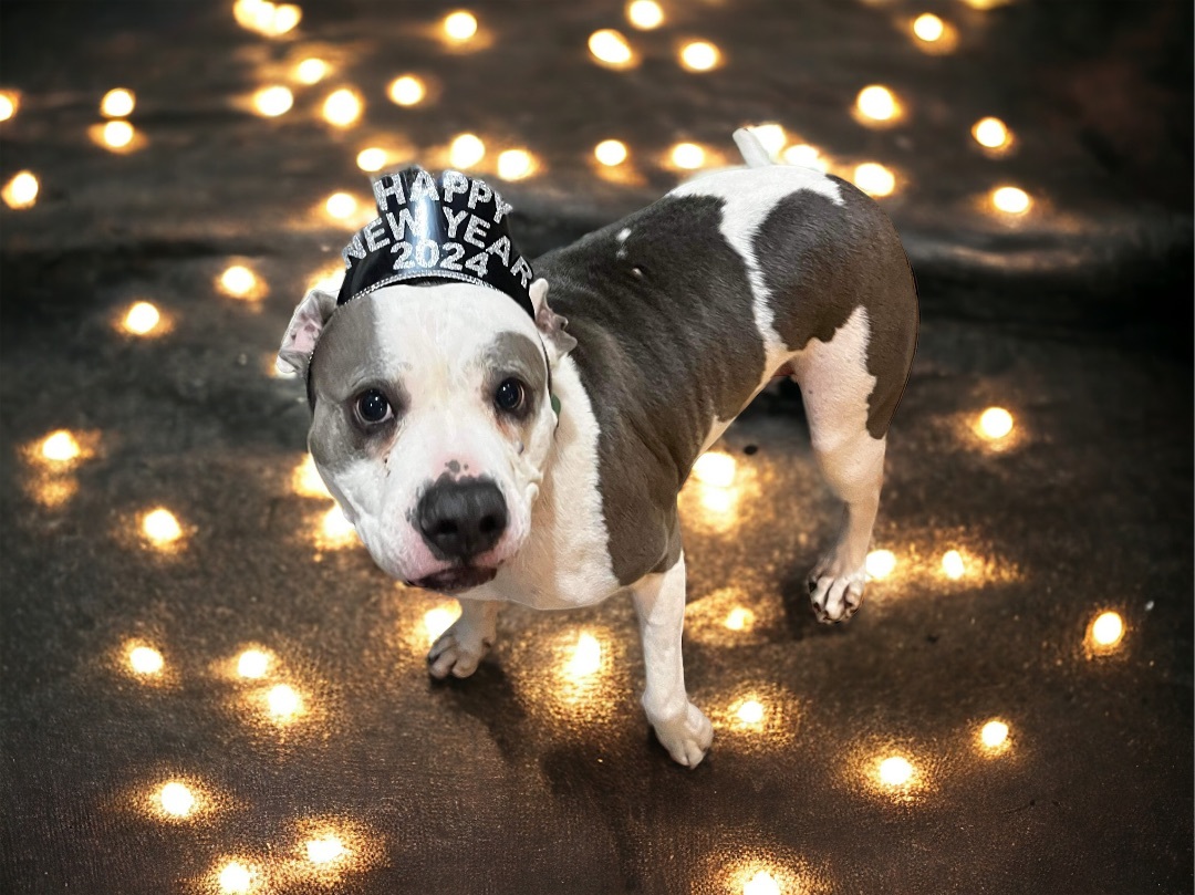 Enlarge Gypsy, a Adoptable Pit Bull Terrier in North Vernon, IN image 5/5