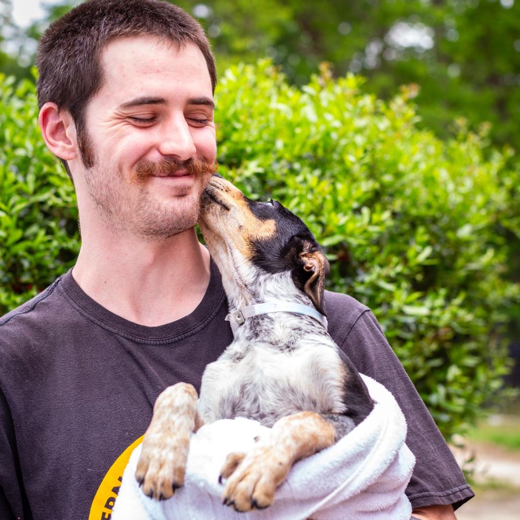 Enlarge Balto, a Adoptable mixed breed in Hattiesburg, MS image 1/2