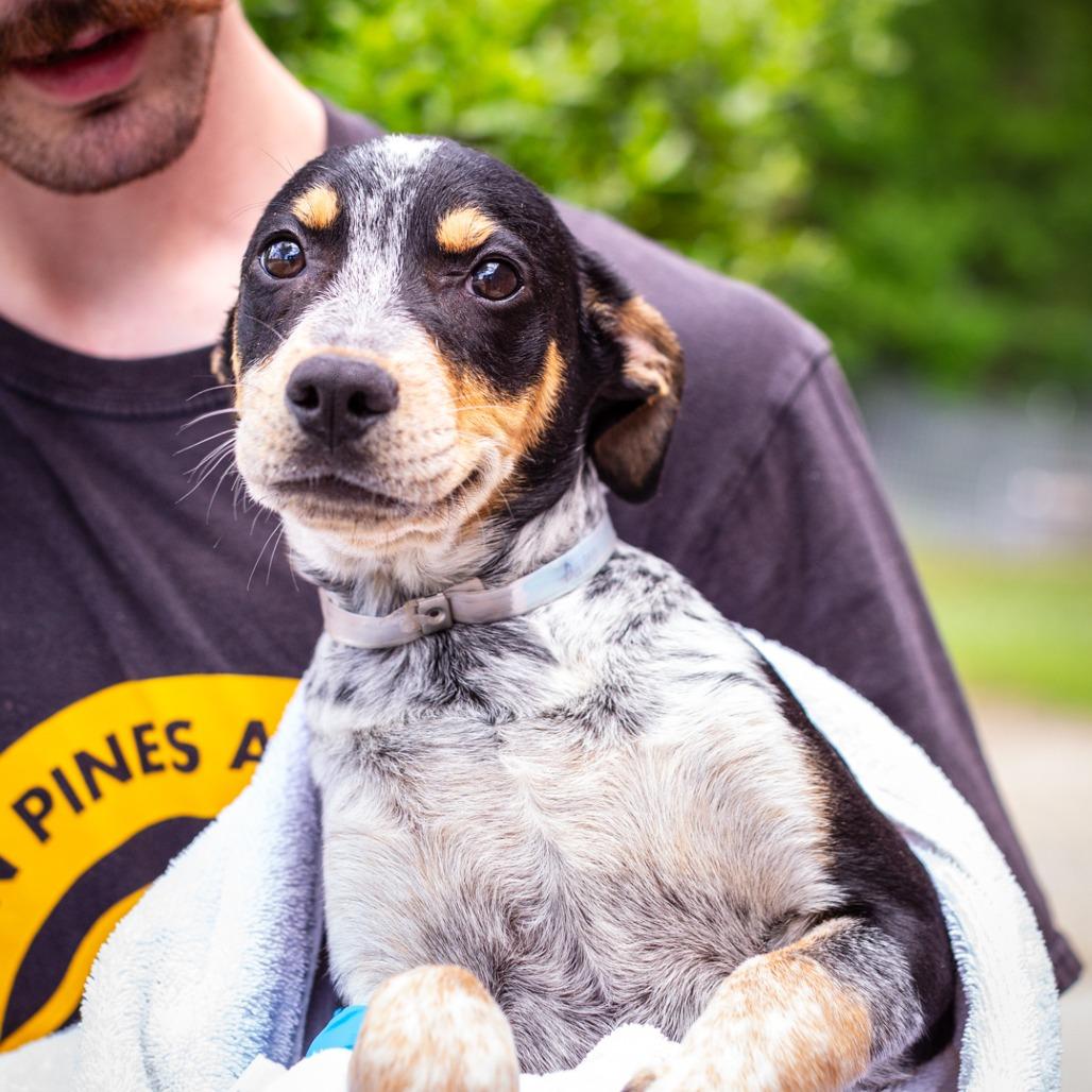 Enlarge Balto, a Adoptable mixed breed in Hattiesburg, MS image 2/2