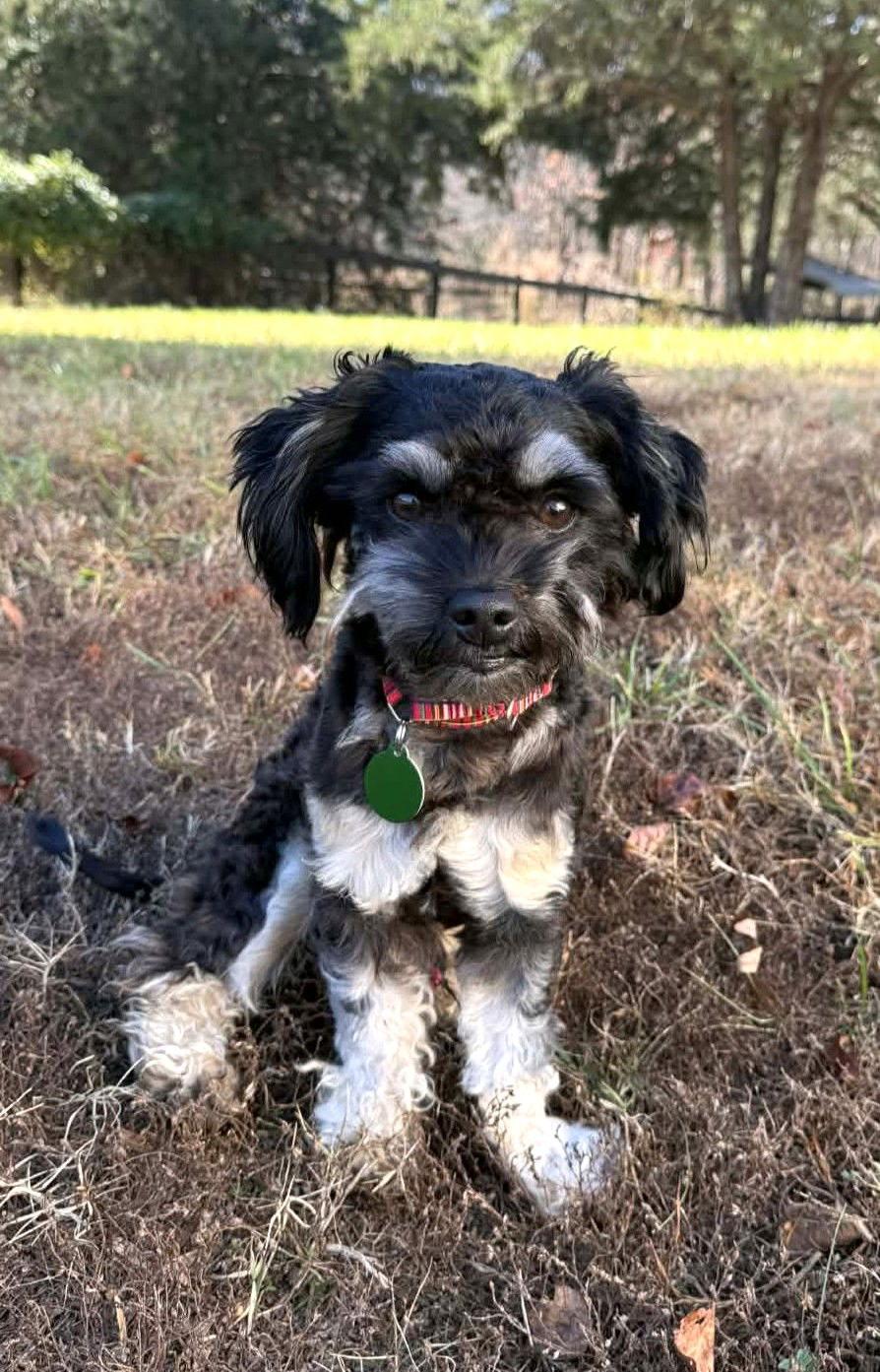 Sully - NO LONGER ACCEPTING APPLICATIONS!, a Adoptable mixed breed in Arlington, VA image 1/3