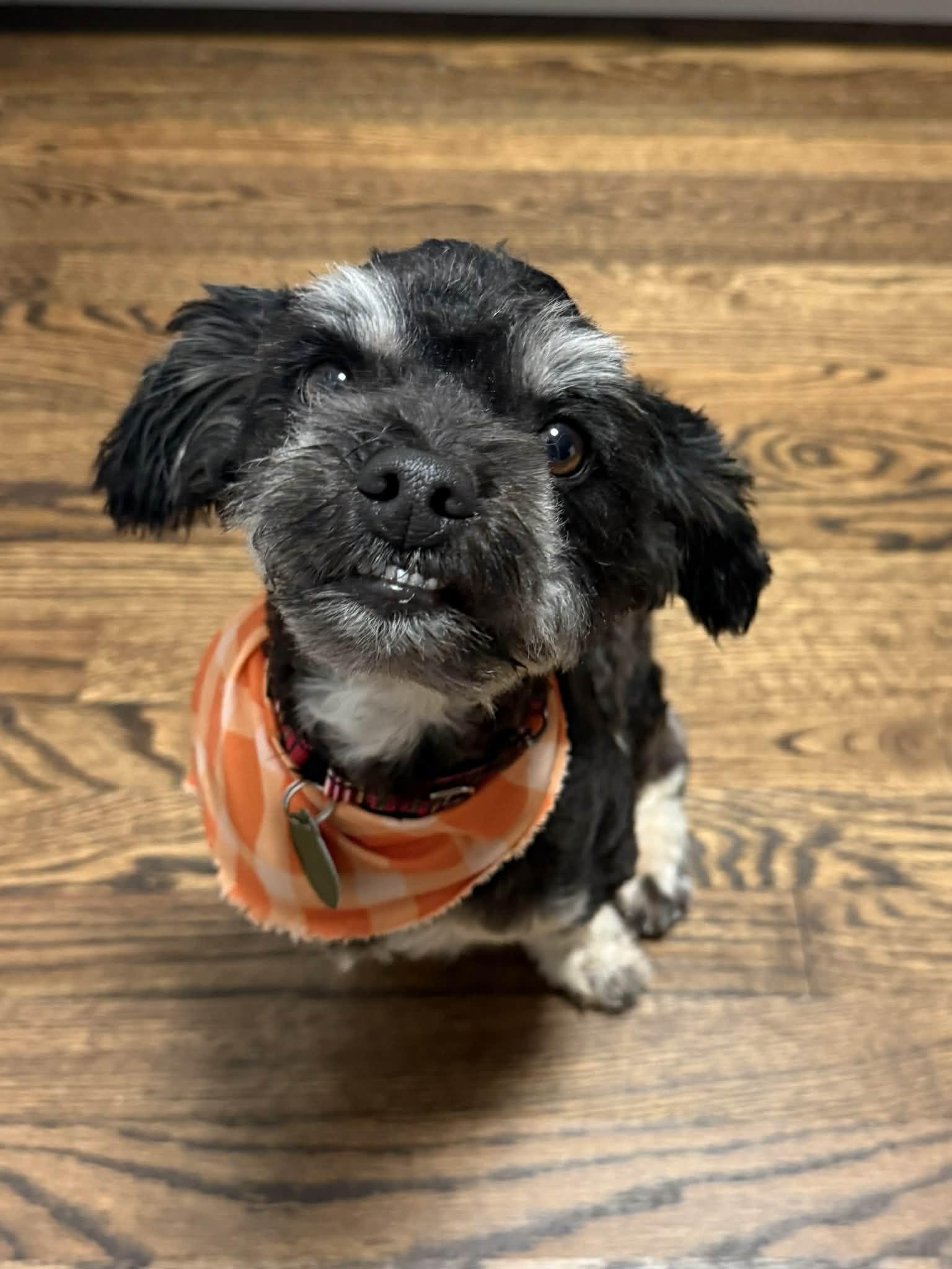 Sully - NO LONGER ACCEPTING APPLICATIONS!, a Adoptable mixed breed in Arlington, VA image 2/3