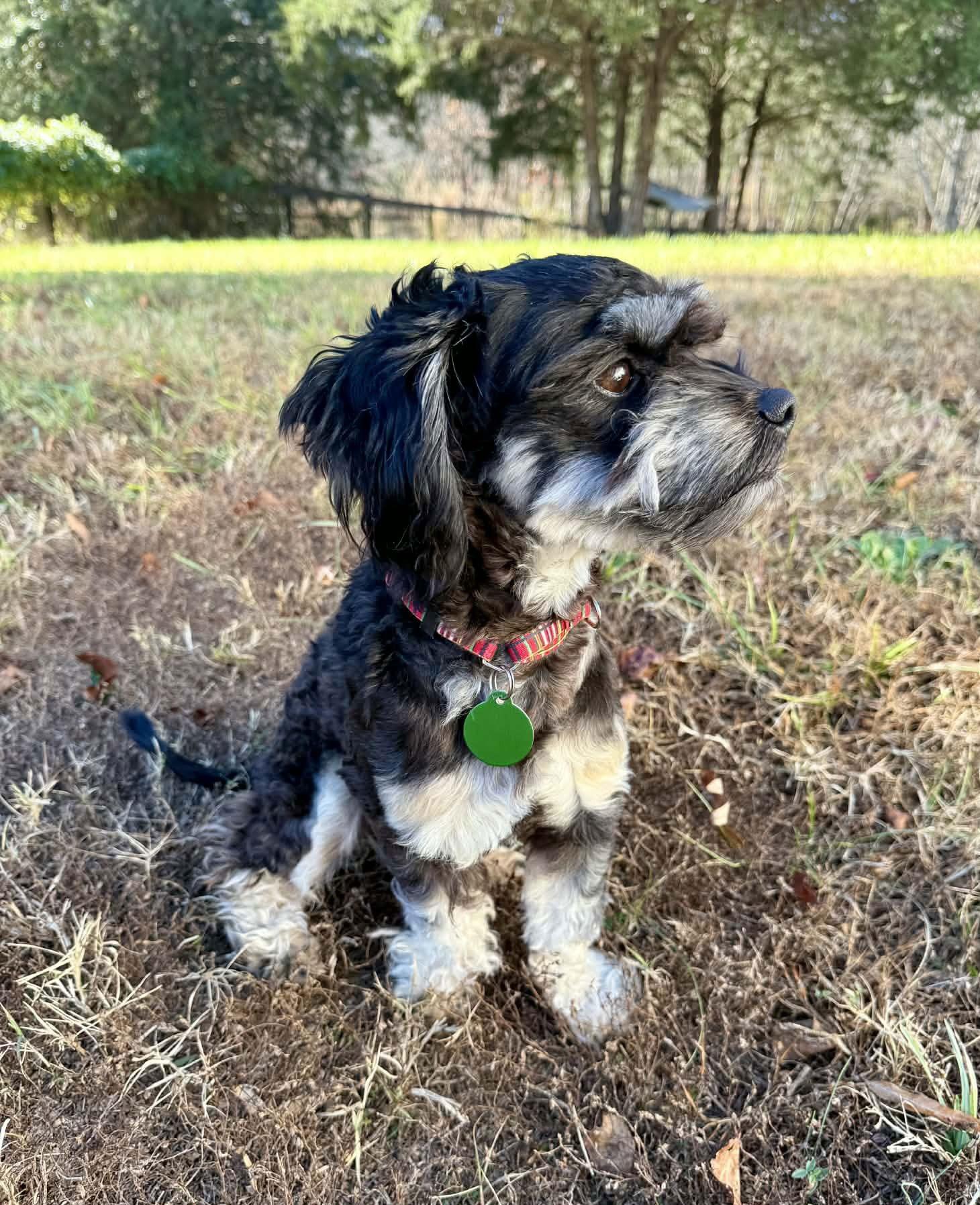 Sully - NO LONGER ACCEPTING APPLICATIONS!, a Adoptable mixed breed in Arlington, VA image 3/3