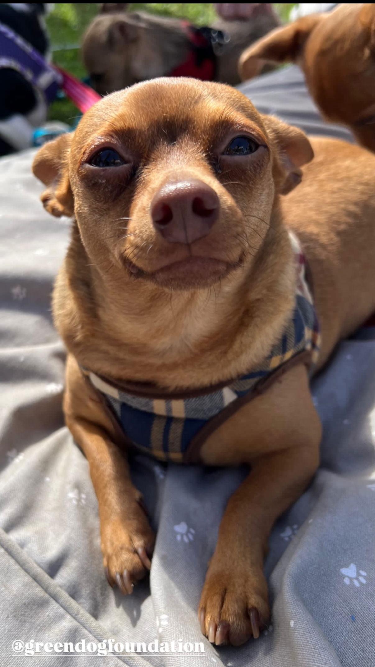Enlarge Cookie, a Adoptable Chihuahua in Capistrano Beach, CA image 1/3