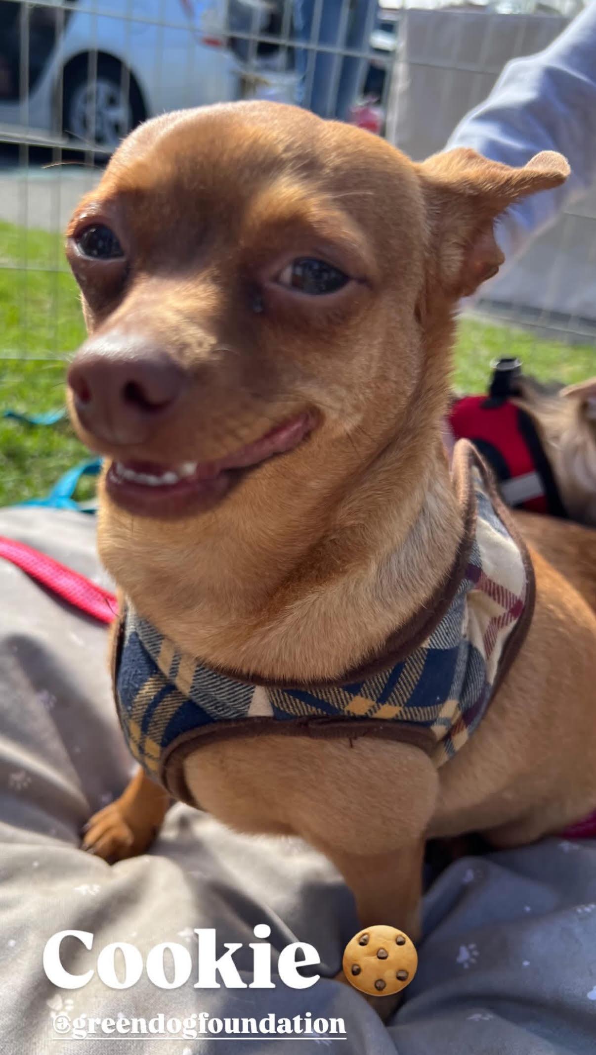 Enlarge Cookie, a Adoptable Chihuahua in Capistrano Beach, CA image 2/3