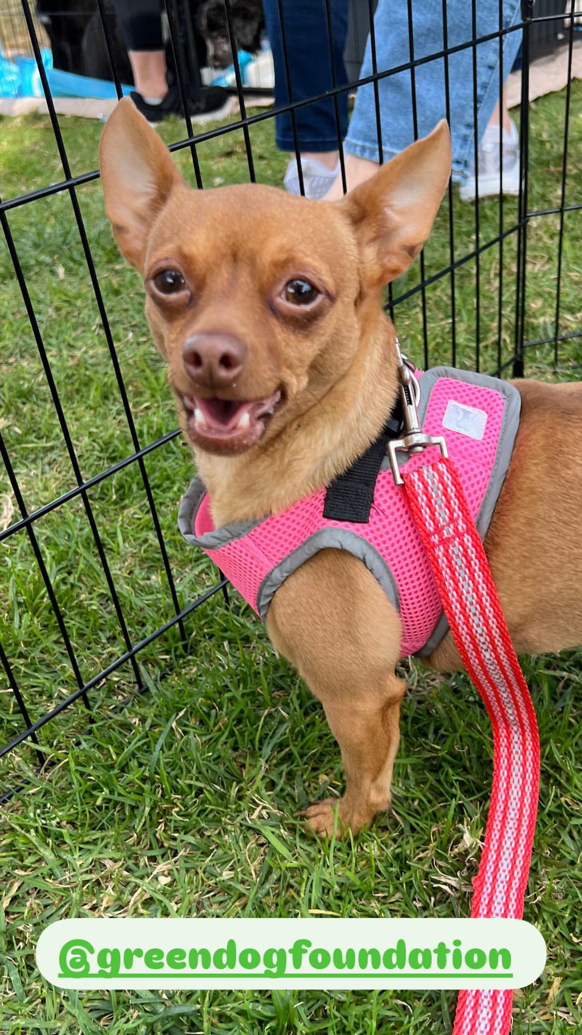 Enlarge Cookie, a Adoptable Chihuahua in Capistrano Beach, CA image 3/3