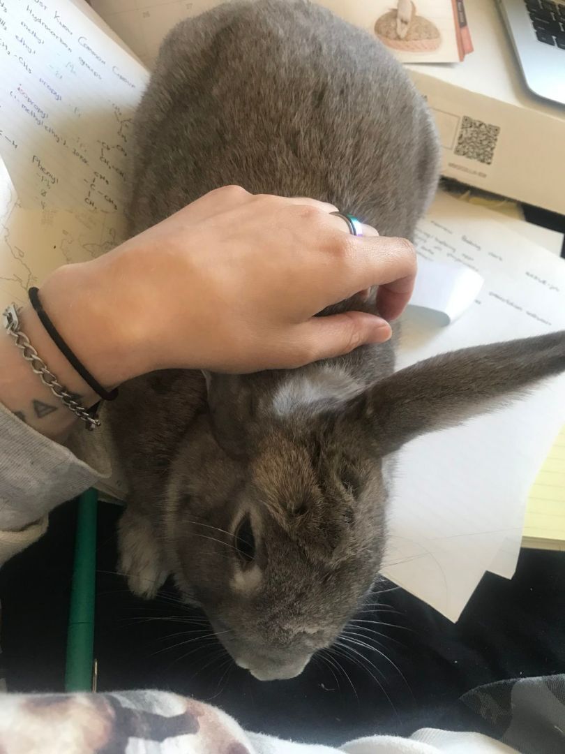 Lilac (Vancouver), Adoptable, Adult Female Bunny Rabbit.