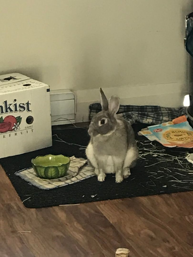 Enlarge Lilac (Vancouver), a Adoptable mixed breed in Vancouver, BC image 2/3