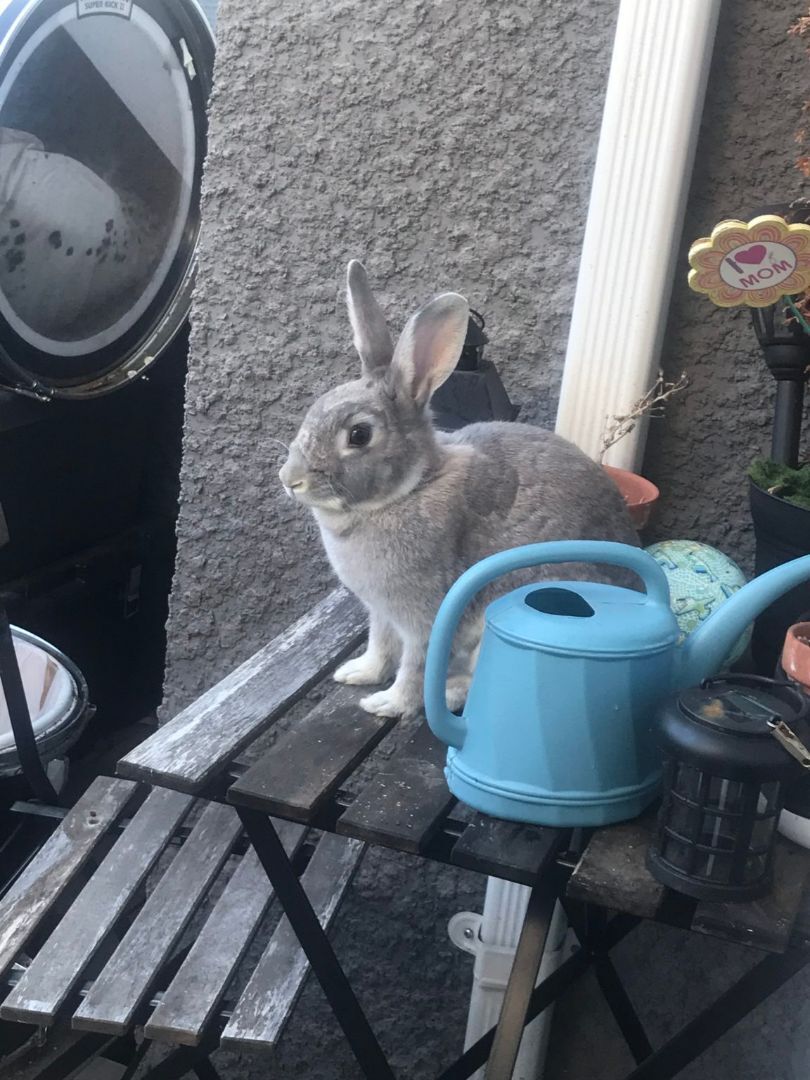 Enlarge Lilac (Vancouver), a Adoptable mixed breed in Vancouver, BC image 3/3