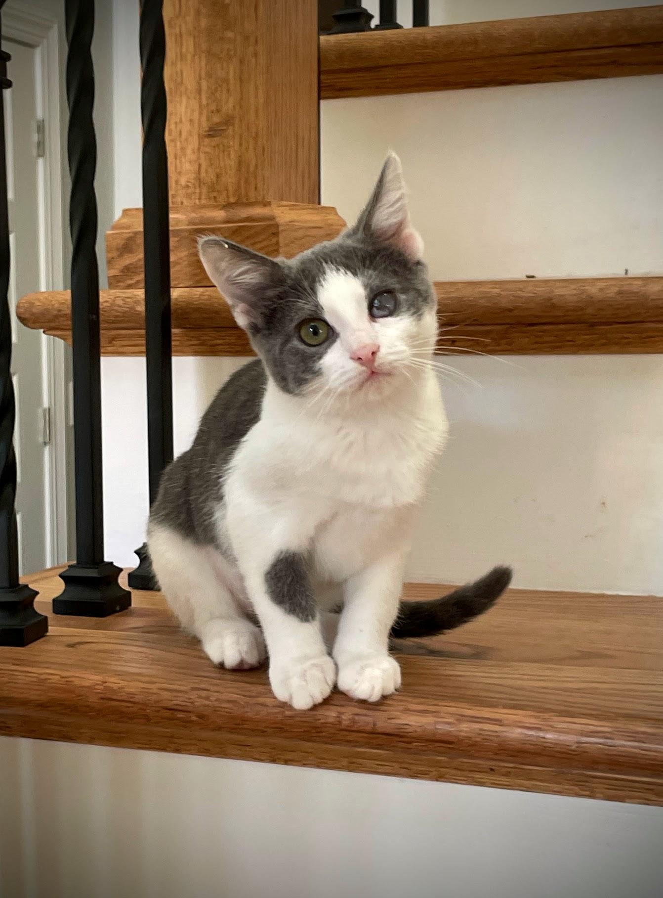 Daisy, adopted, Kitten Female Domestic Short Hair.