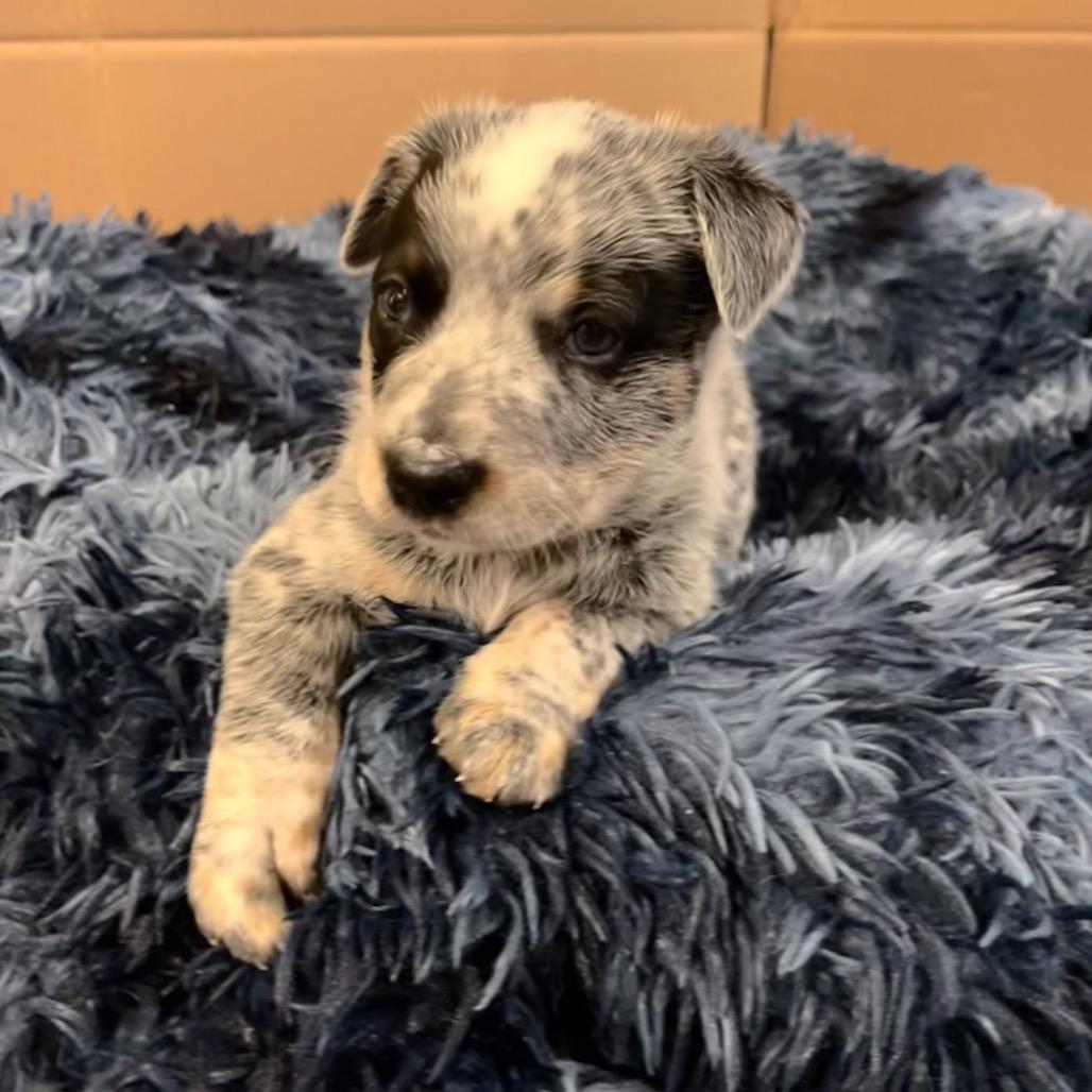 Snickers, Adoptable, Puppy Male Australian Cattle Dog / Blue Heeler.