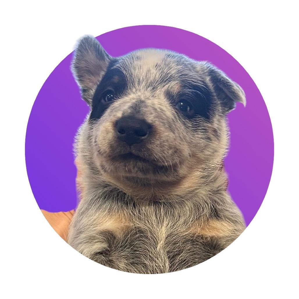 Enlarge Snickers, a Adoptable Australian Cattle Dog / Blue Heeler in Pacific Grove, CA image 2/4