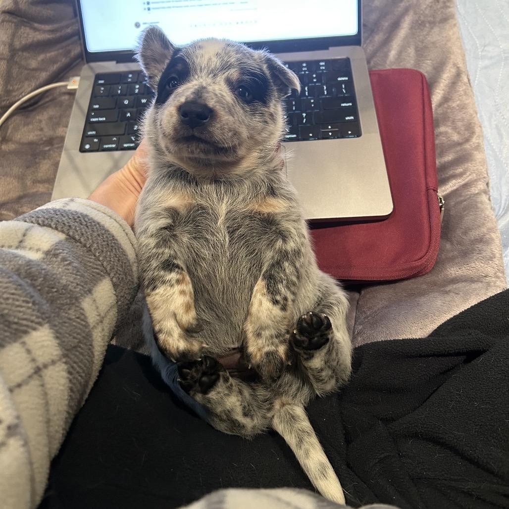 Enlarge Snickers, a Adoptable Australian Cattle Dog / Blue Heeler in Pacific Grove, CA image 3/4