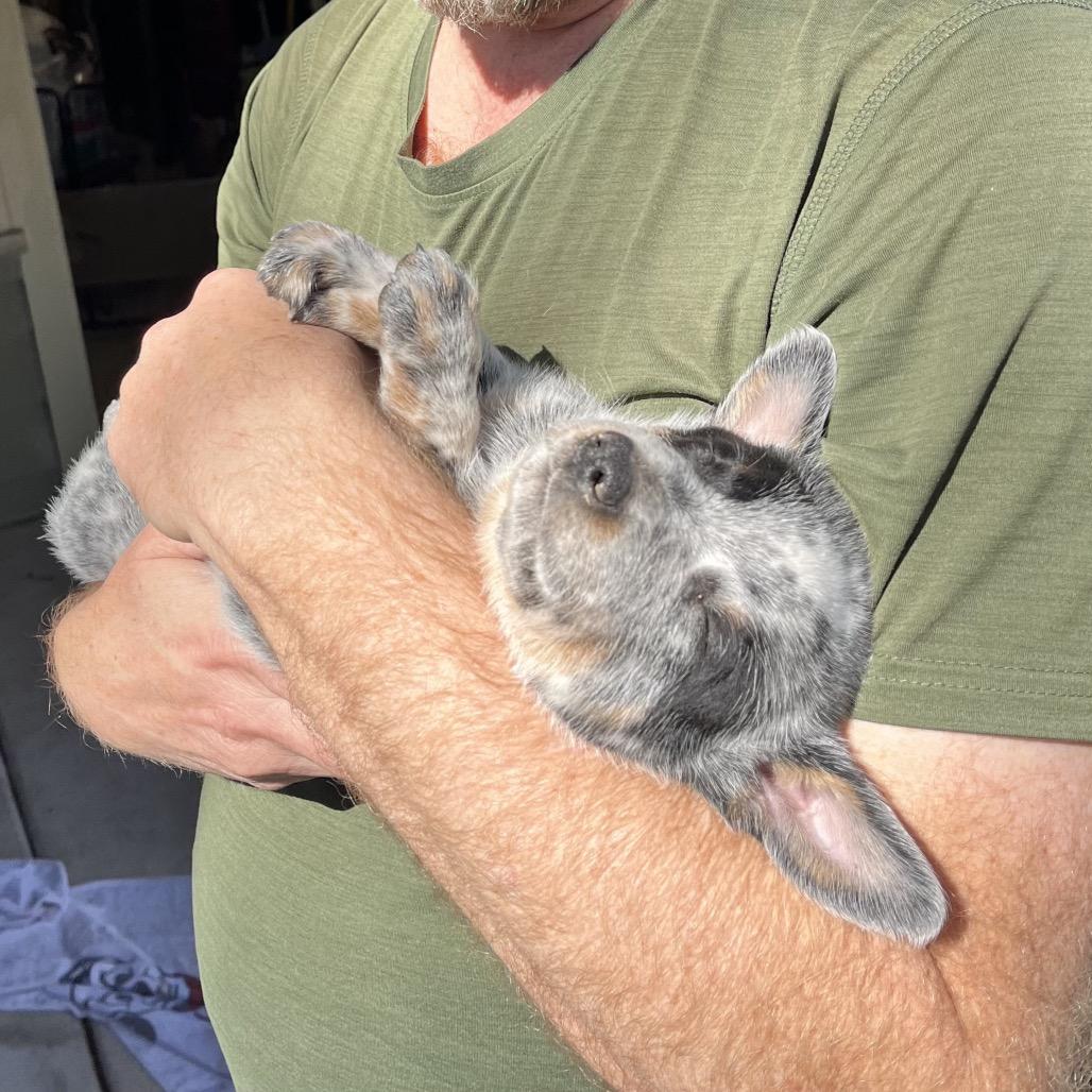 Enlarge Snickers, a Adoptable Australian Cattle Dog / Blue Heeler in Pacific Grove, CA image 4/4