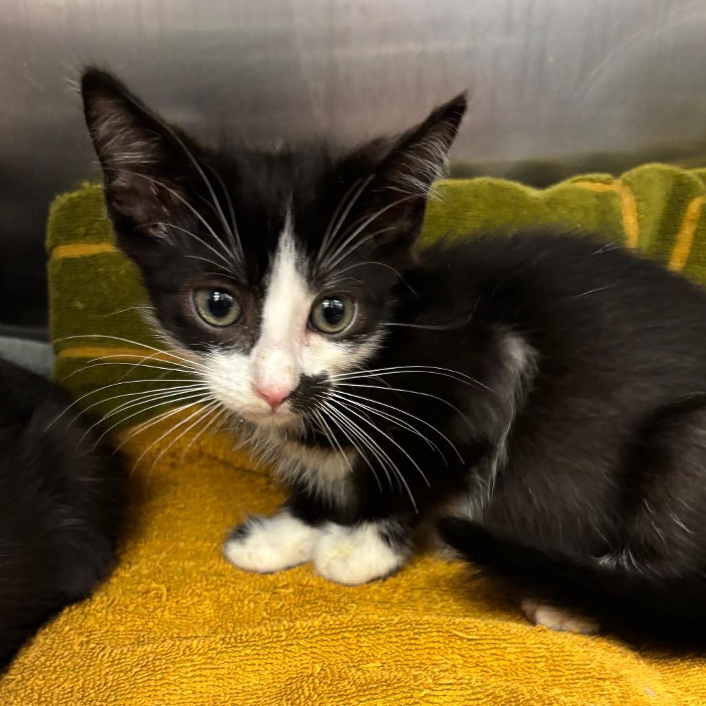 Queens — thumbnail 2