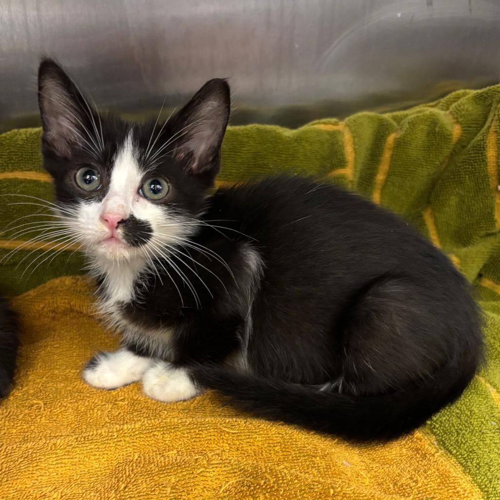 Queens — thumbnail 3