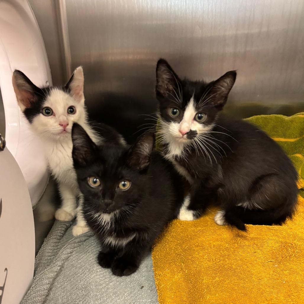 Queens — thumbnail 4