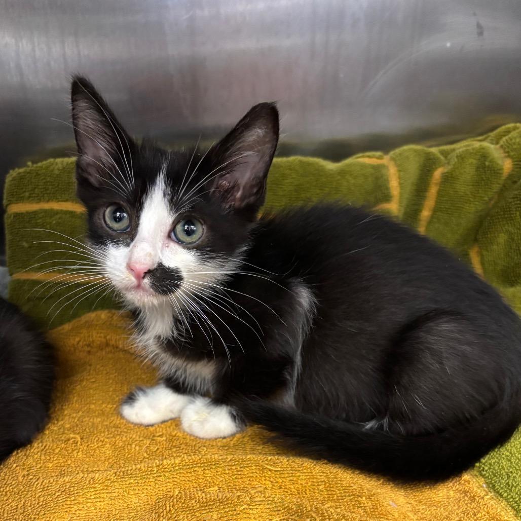 Queens — thumbnail 5