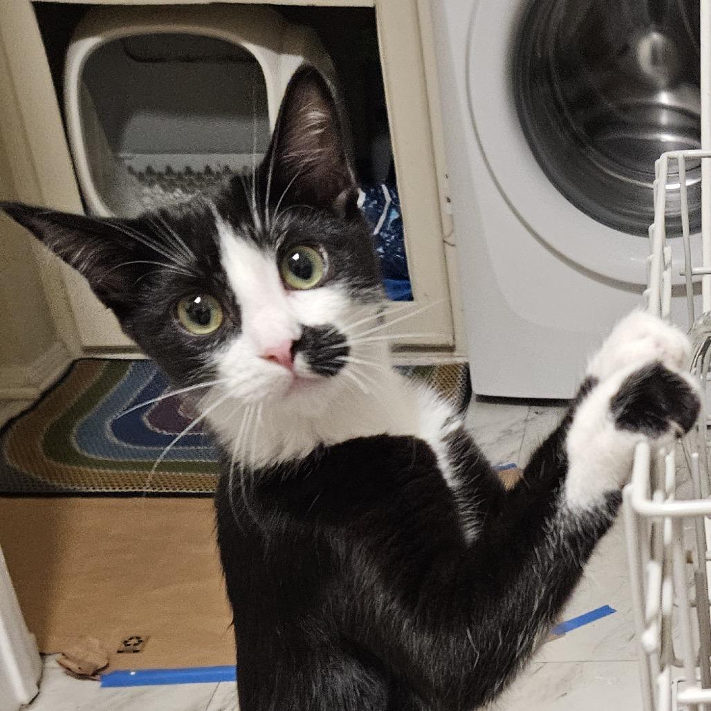 Queens — thumbnail 6