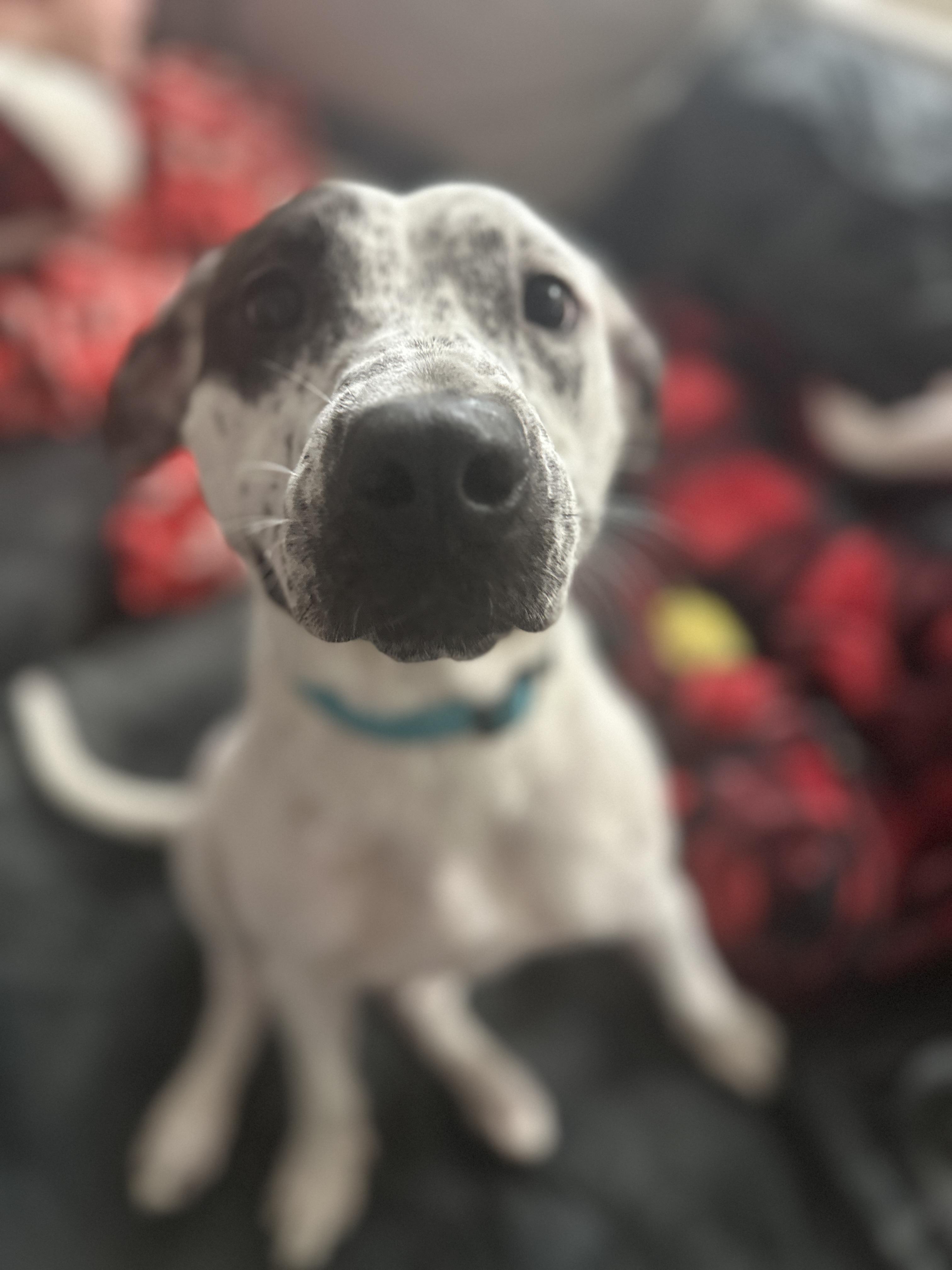 Luisa, Adoptable, Young Female Cattle Dog & Australian Cattle Dog / Blue Heeler.