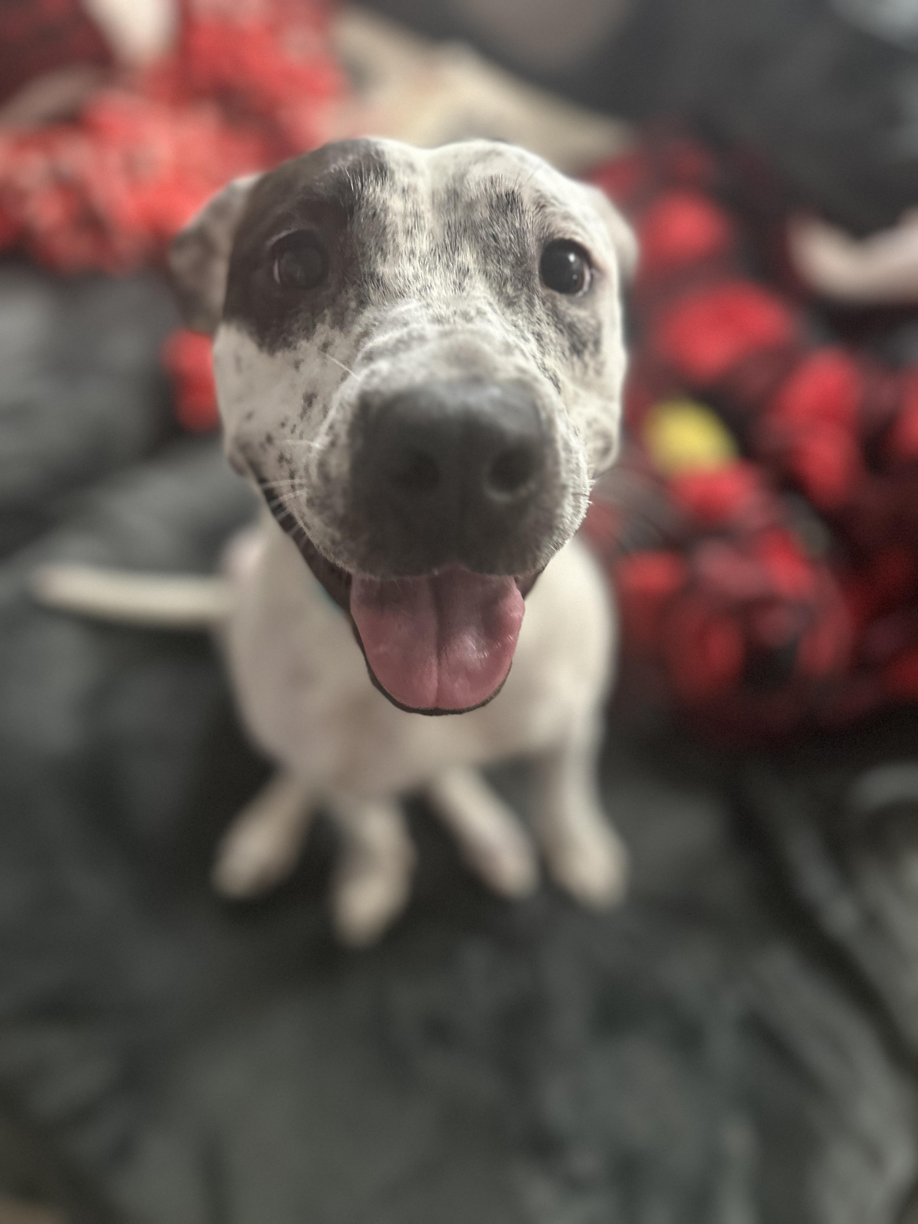 Luisa, a Adoptable mixed breed in Choctaw, OK image 2/5