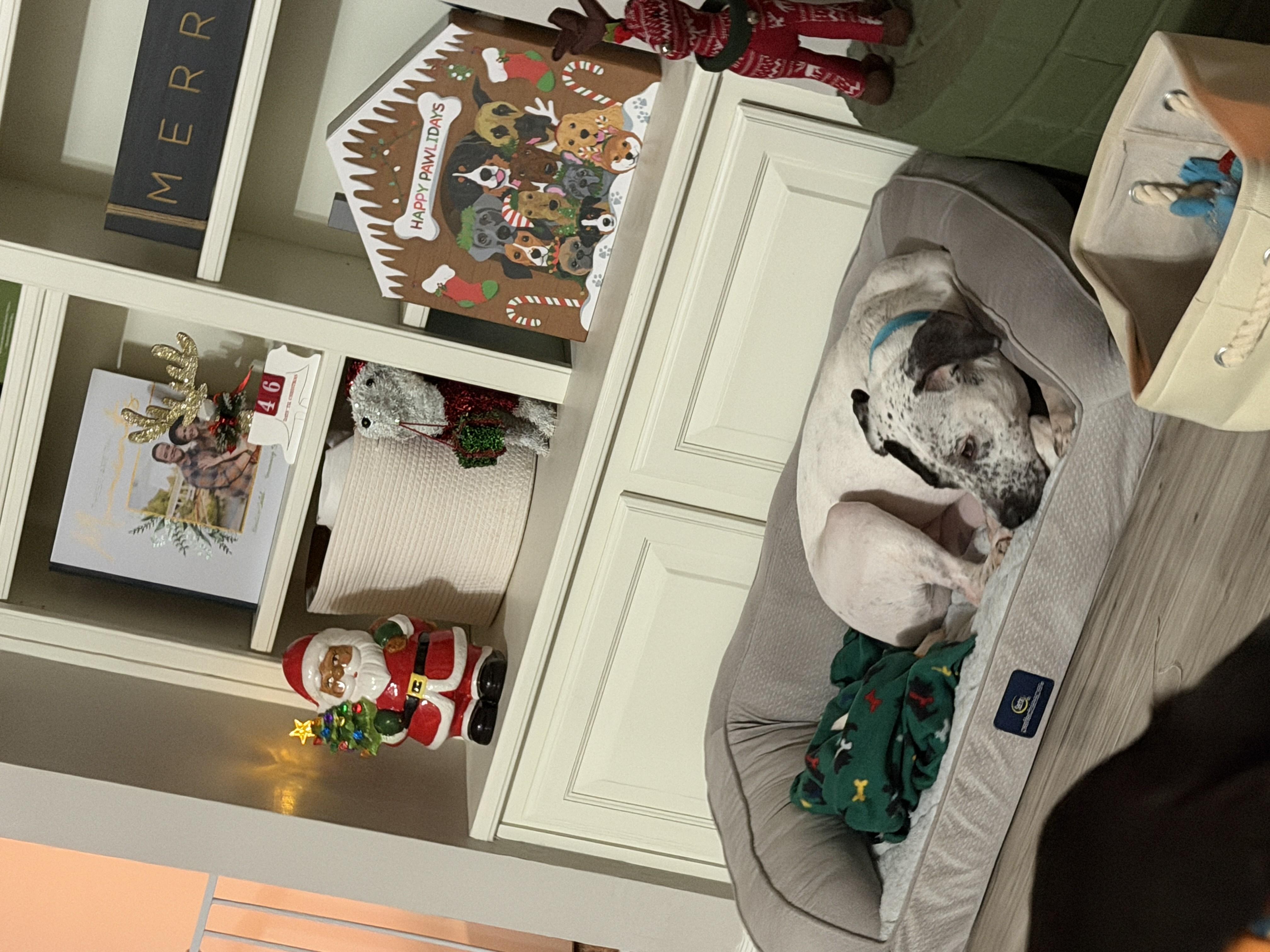 Luisa, a Adoptable mixed breed in Choctaw, OK image 5/5