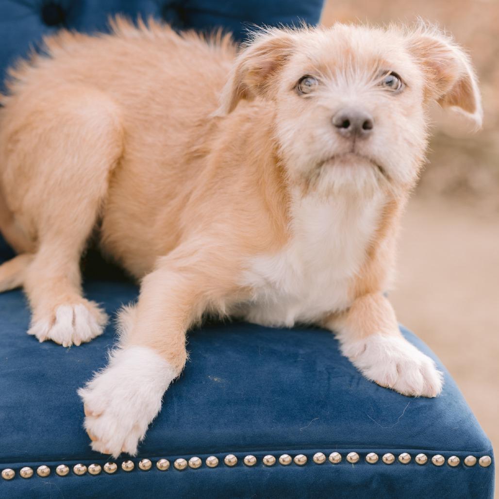Enlarge Pita , a ADOPTABLE mixed breed in Zionsville, IN image 1/1