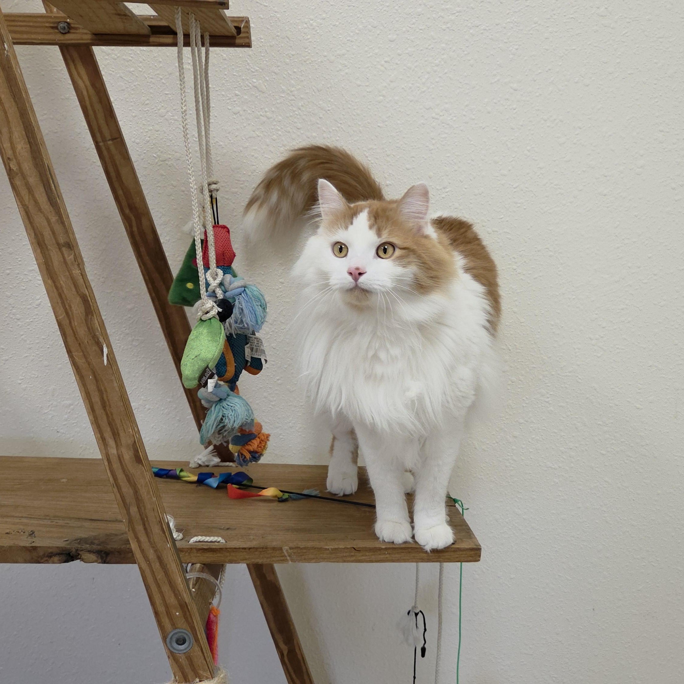Enlarge Dash, a ADOPTABLE Domestic Long Hair in Red Wing, MN image 2/3