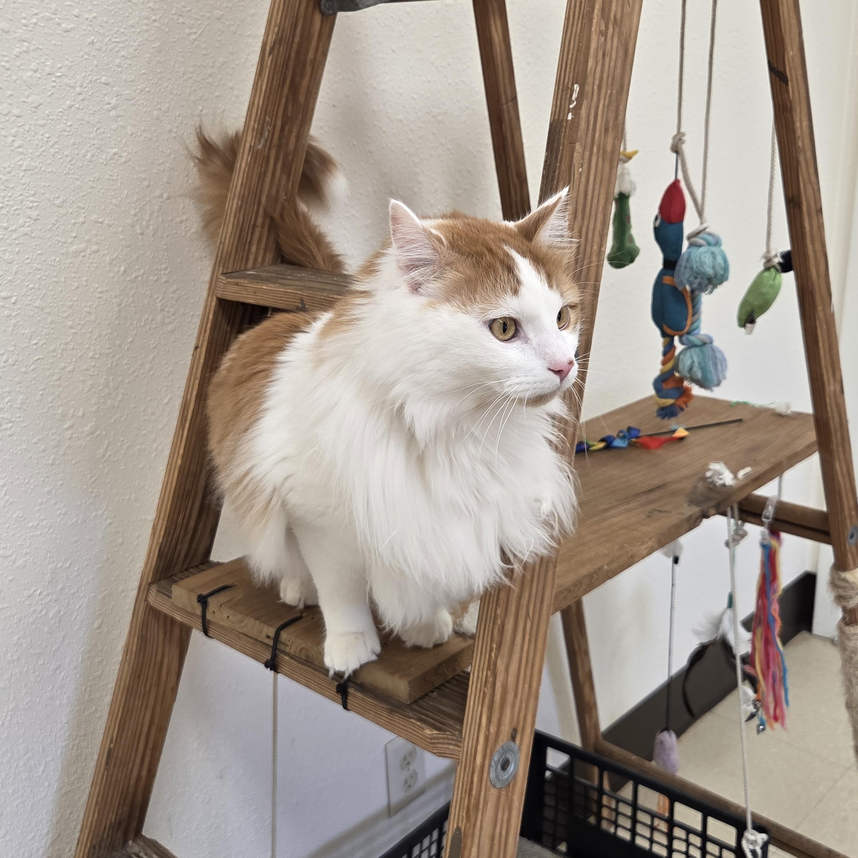 Enlarge Dash, a ADOPTABLE Domestic Long Hair in Red Wing, MN image 3/3
