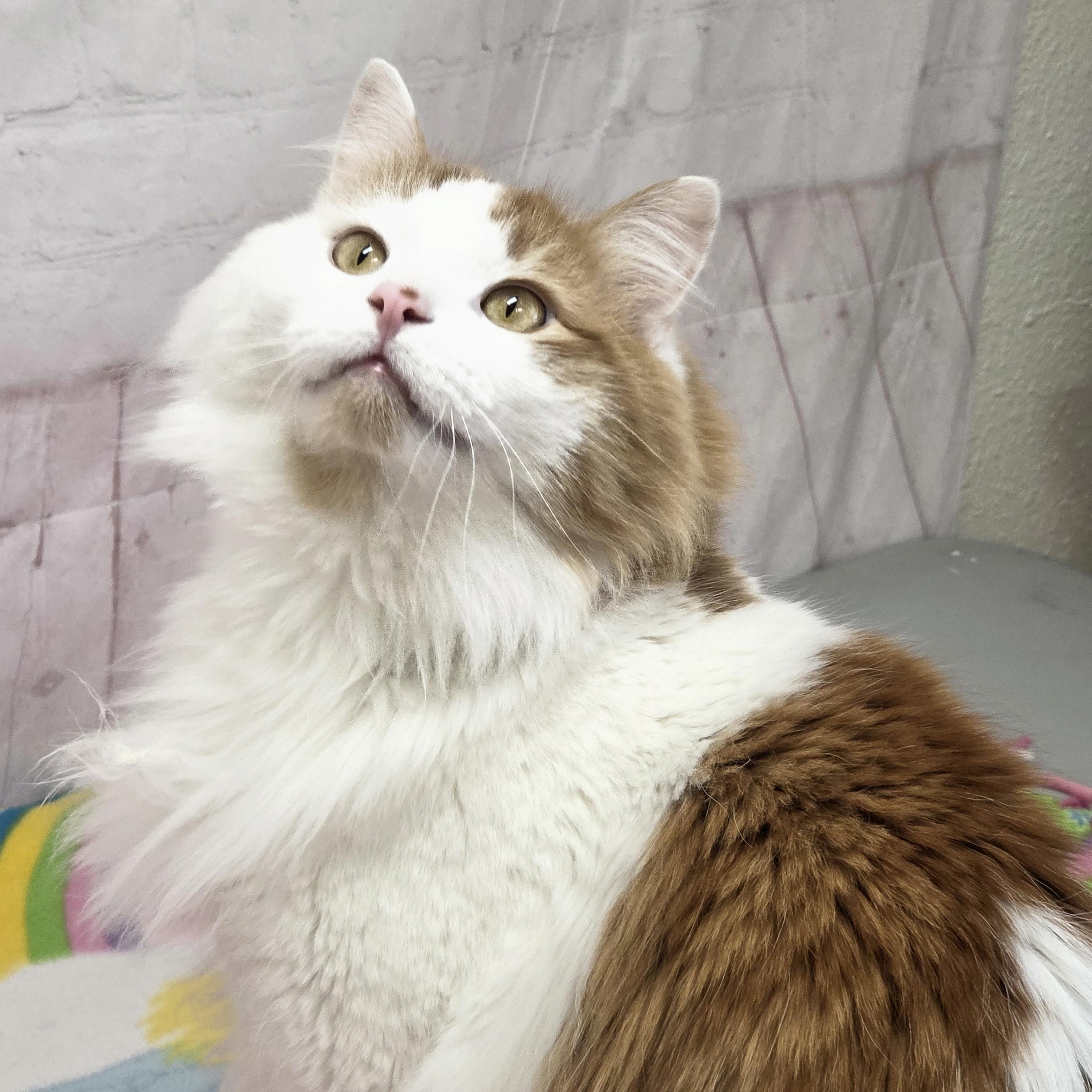 Enlarge Dash, a ADOPTABLE Domestic Long Hair in Red Wing, MN image 1/3