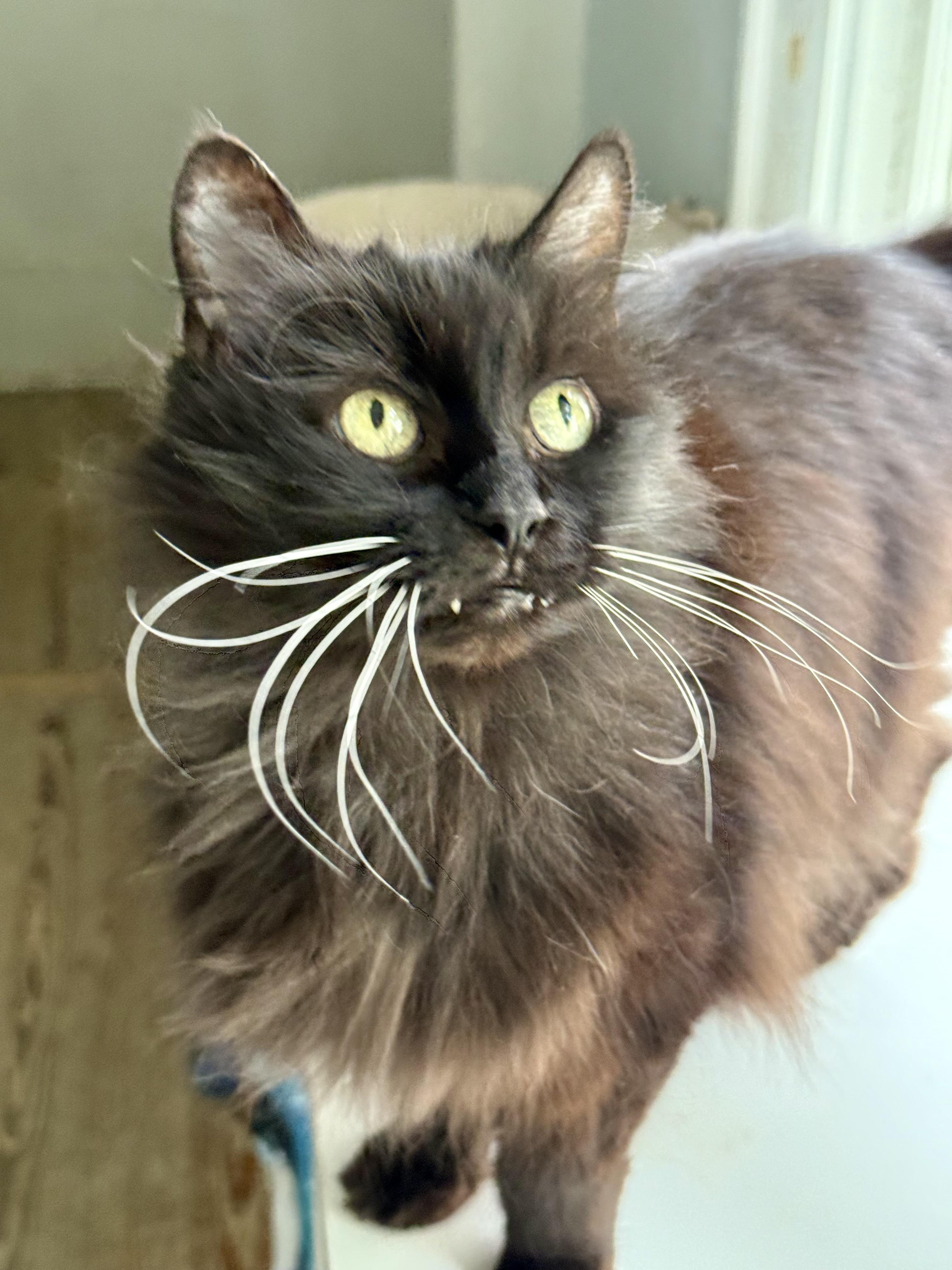 Cuddles, Adopted, Senior Female Domestic Long Hair.