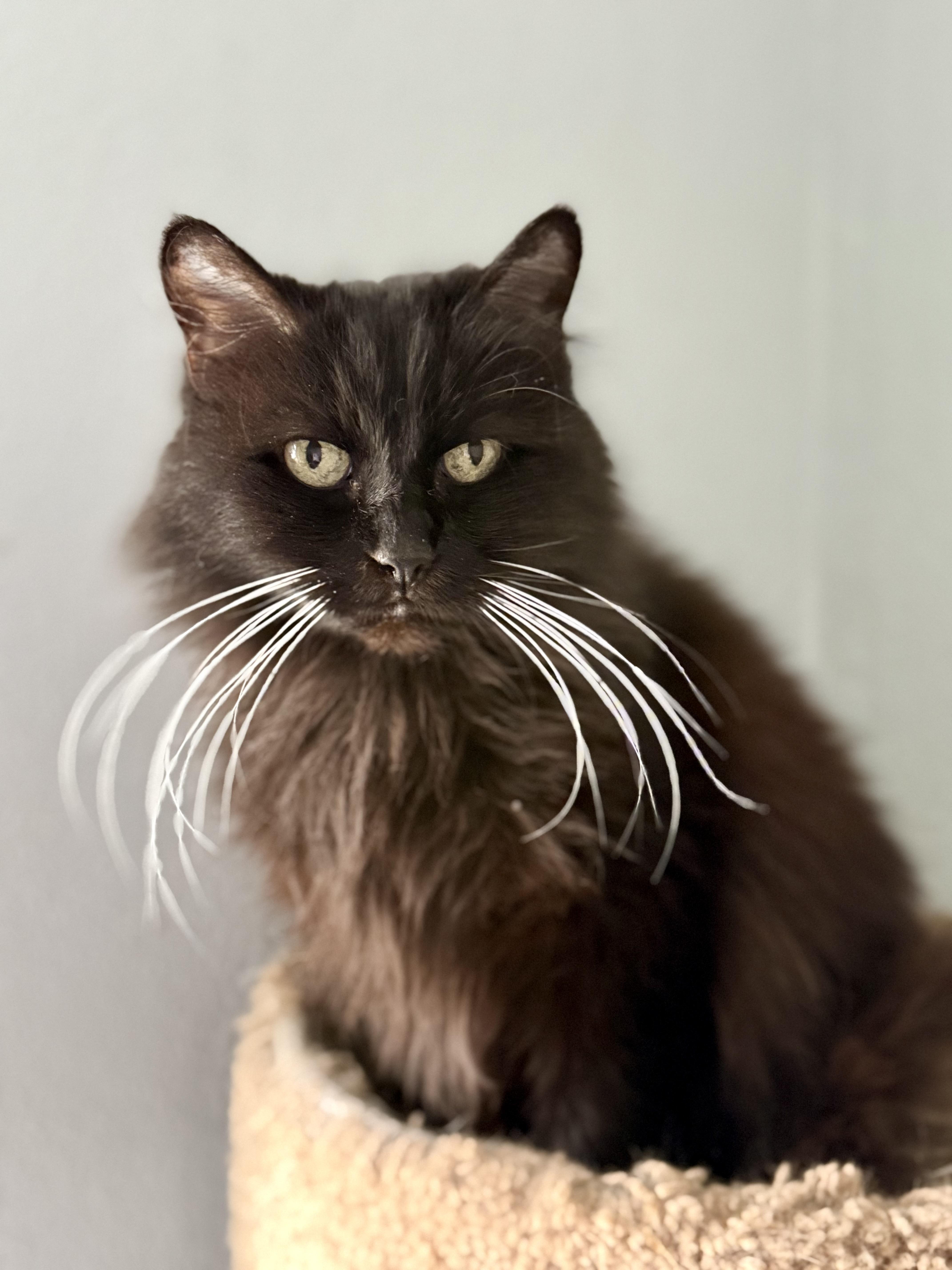 Enlarge Cuddles, a Adopted Domestic Long Hair in Shreveport, LA image 2/4