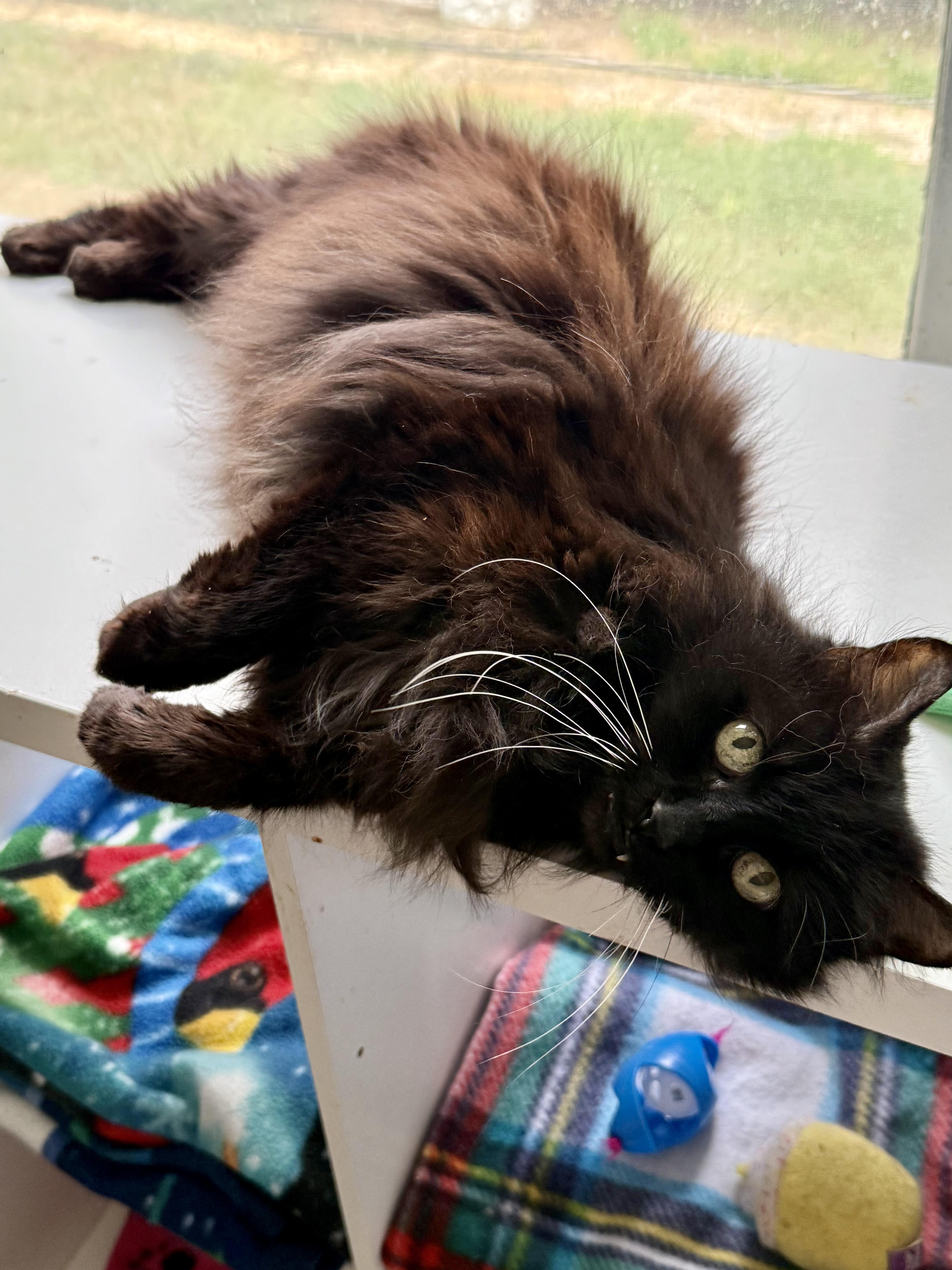 Enlarge Cuddles, a Adopted Domestic Long Hair in Shreveport, LA image 3/4