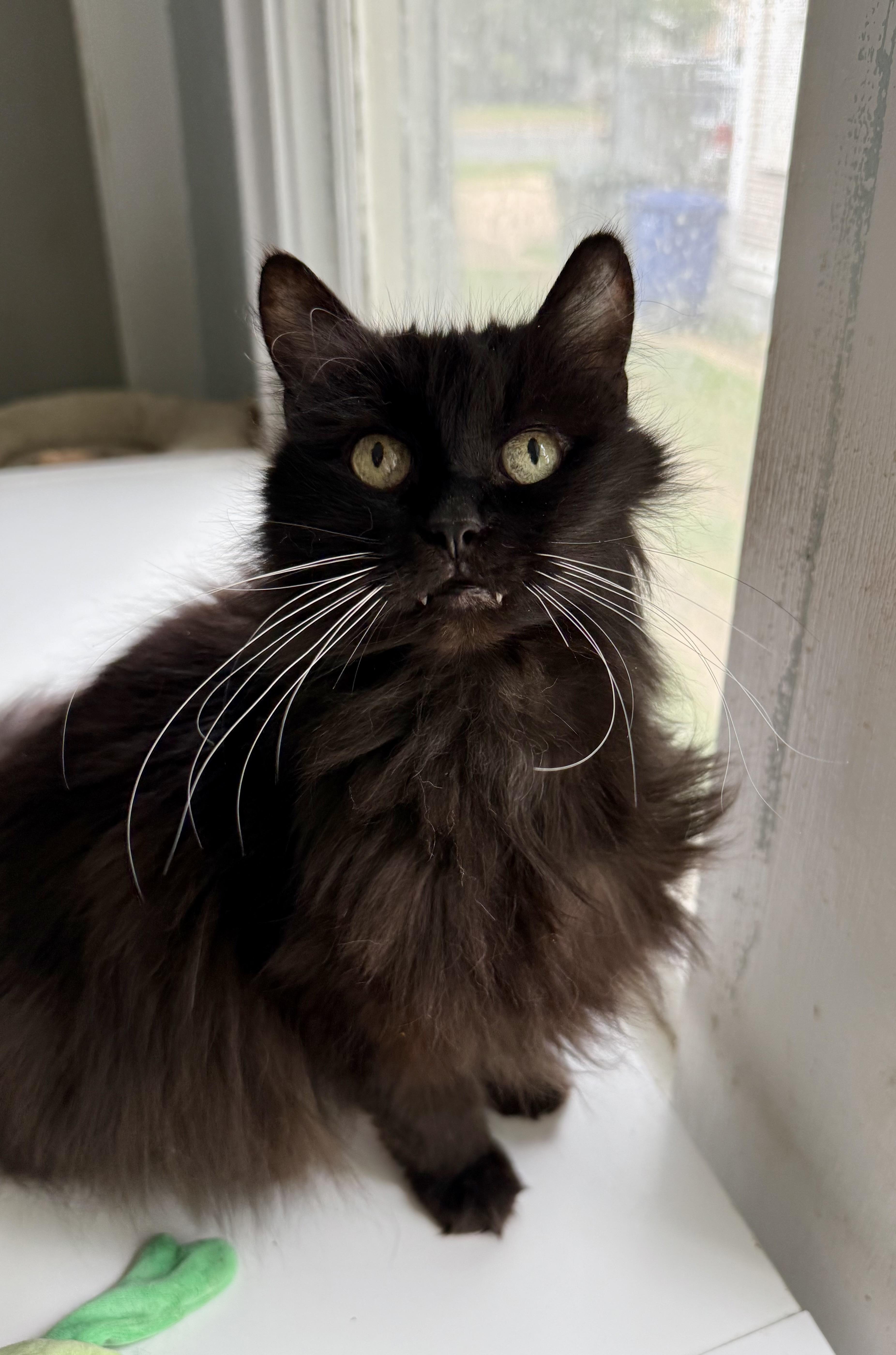 Enlarge Cuddles, a Adopted Domestic Long Hair in Shreveport, LA image 4/4