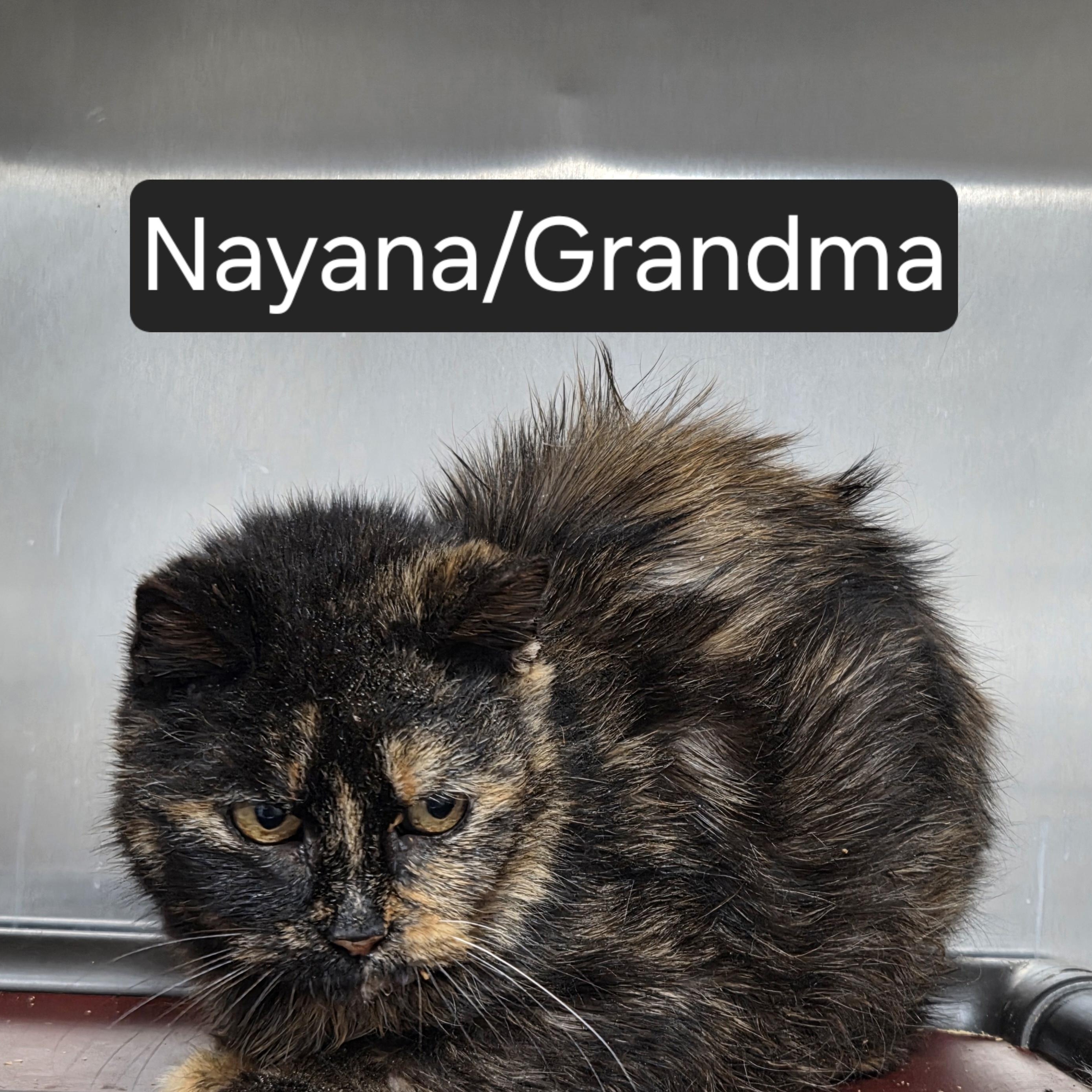 Nyana, adopted, Senior Female Domestic Medium Hair.