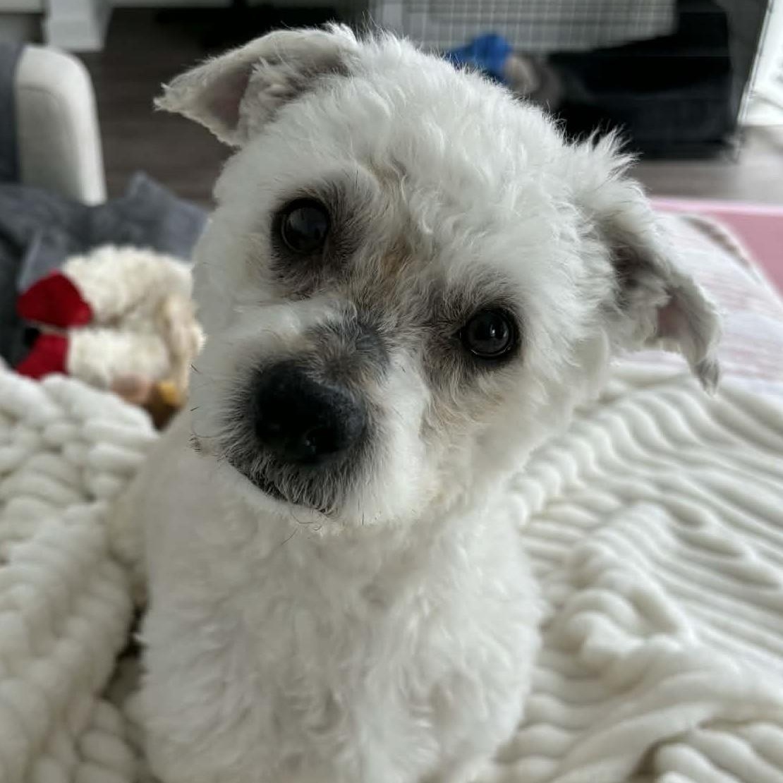 Enlarge Titus, a ADOPTABLE mixed breed in Cherry Hill, NJ image 4/6