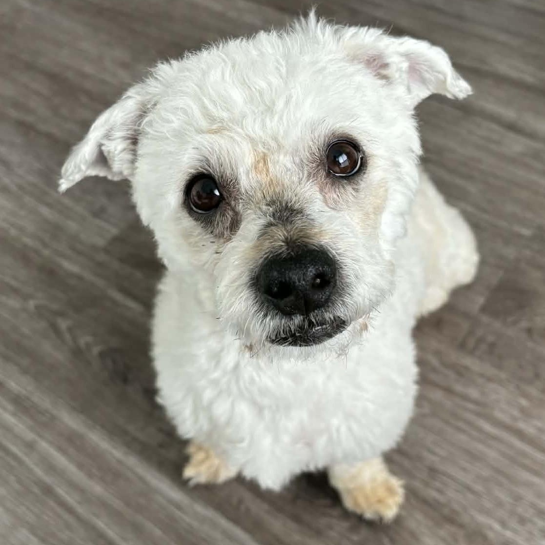 Enlarge Titus, a ADOPTABLE mixed breed in Cherry Hill, NJ image 5/6