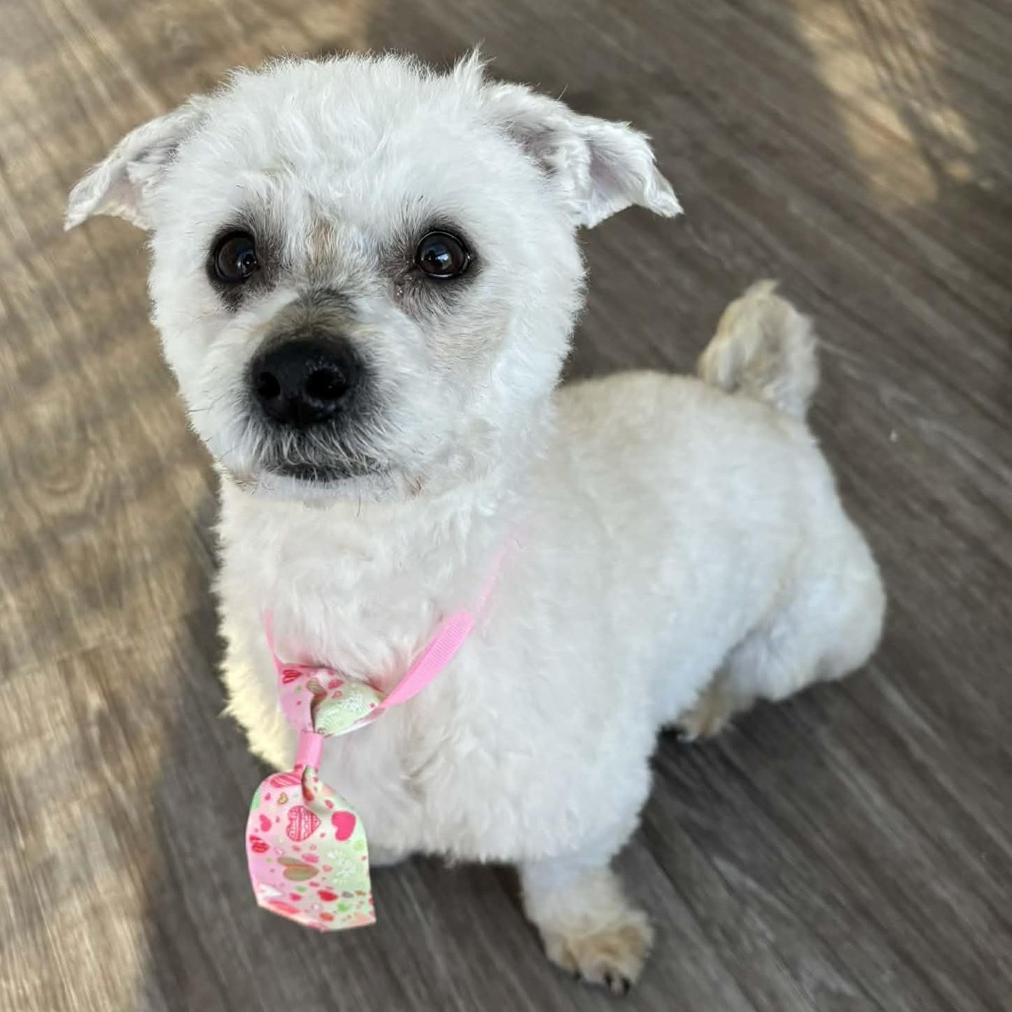 Enlarge Titus, a ADOPTABLE mixed breed in Cherry Hill, NJ image 6/6