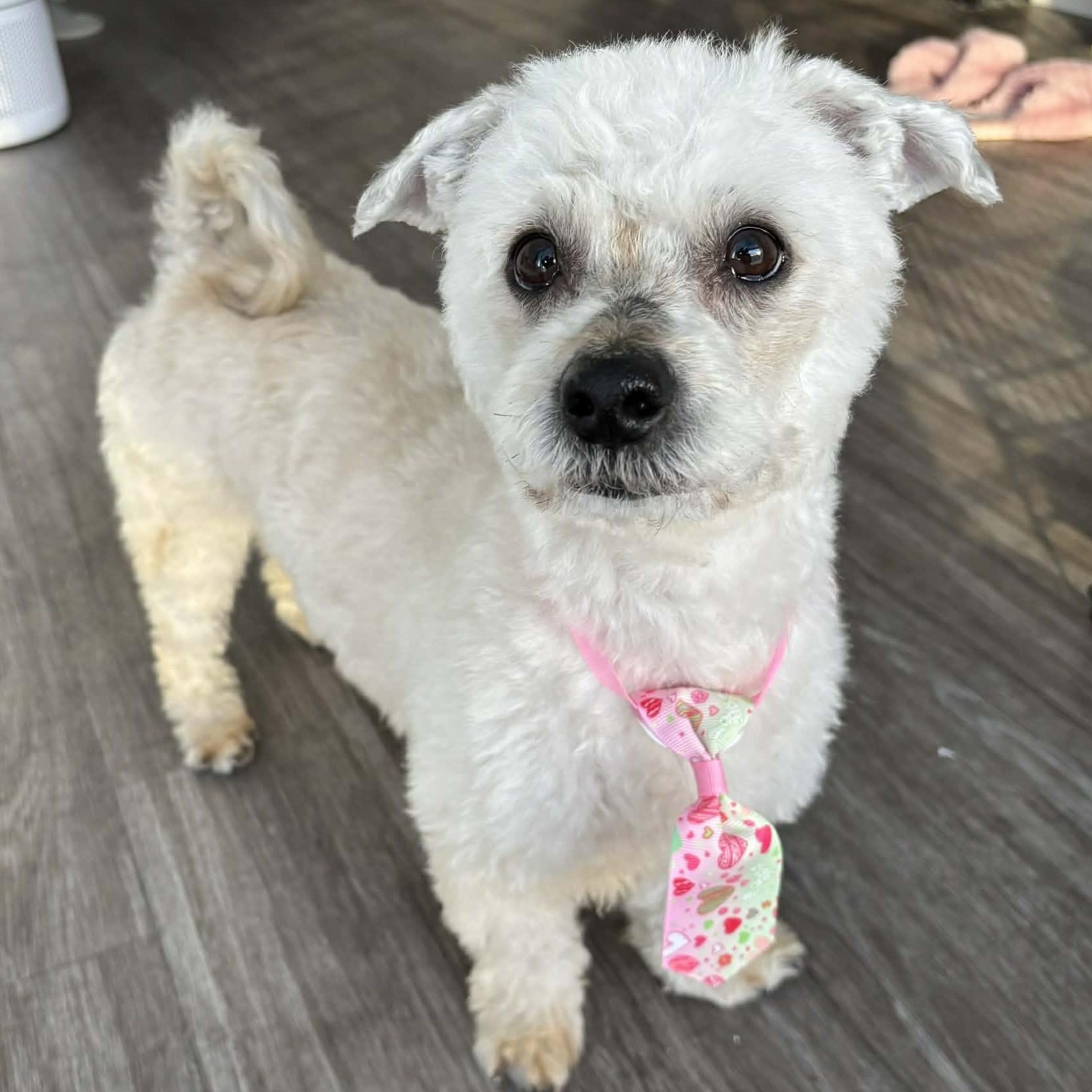 Titus, ADOPTABLE, Young Male Havanese & Bichon Frise.