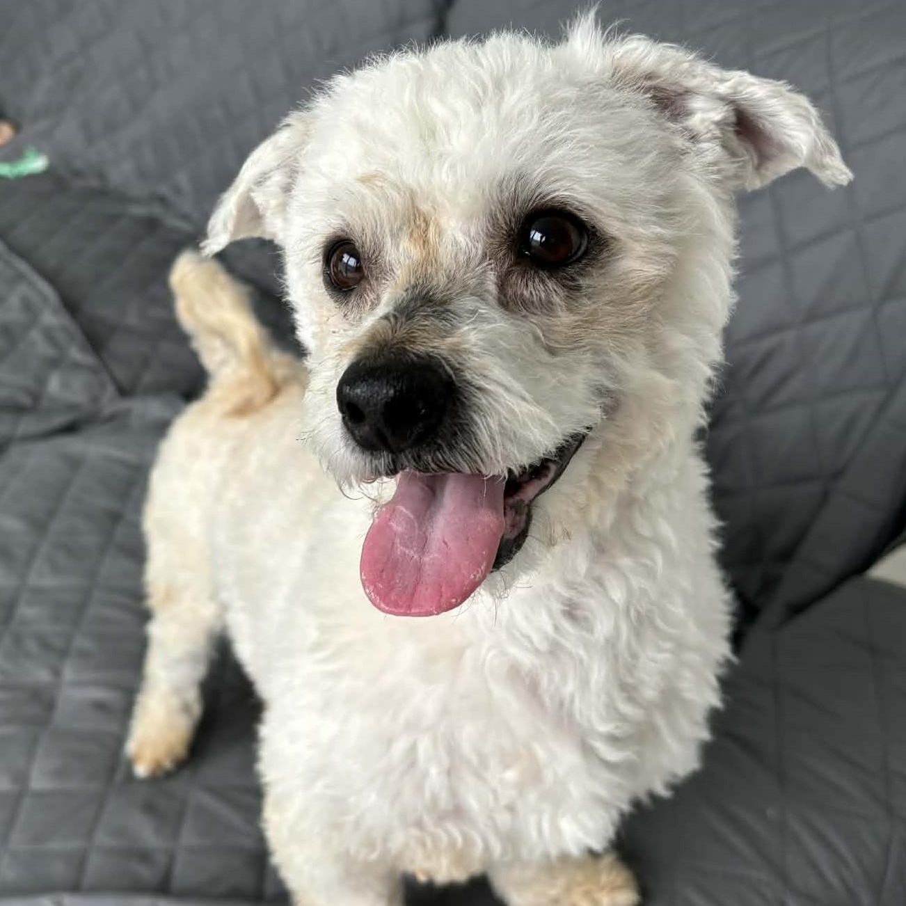 Enlarge Titus, a ADOPTABLE mixed breed in Cherry Hill, NJ image 2/6