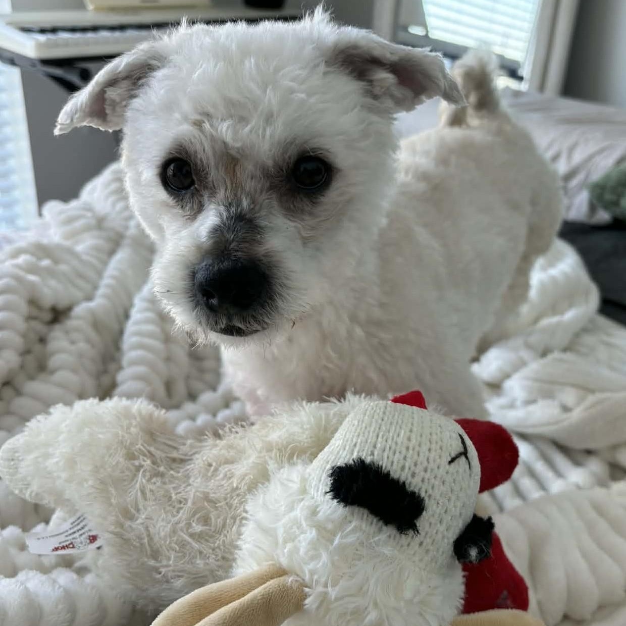 Enlarge Titus, a ADOPTABLE mixed breed in Cherry Hill, NJ image 3/6