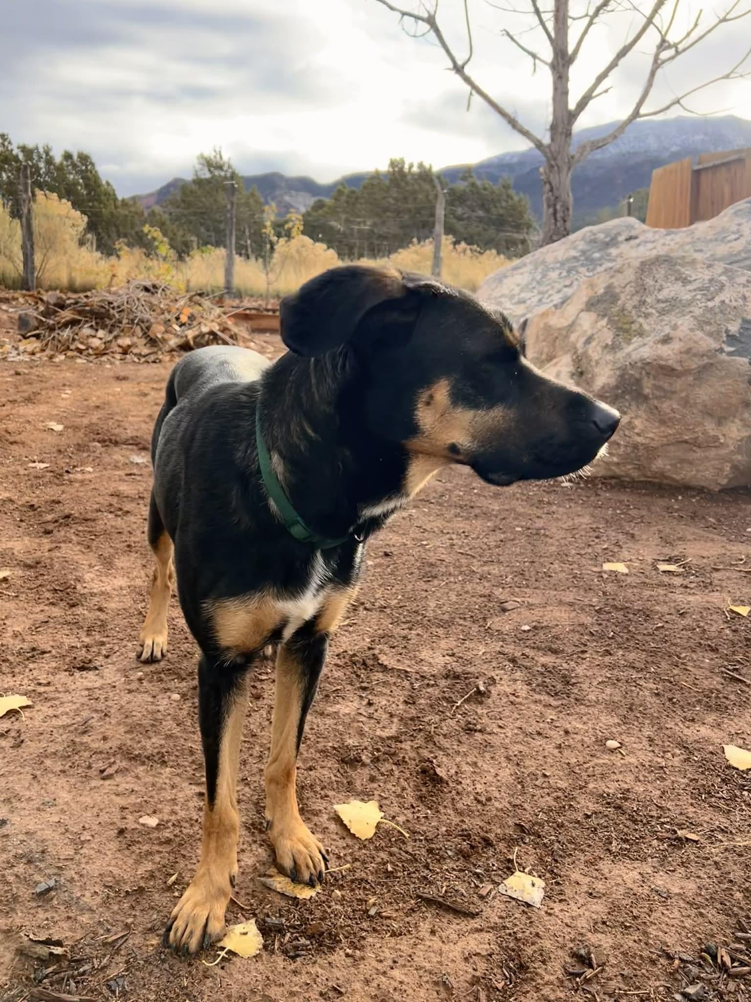 Enlarge Zena, a Adoptable mixed breed in Midway, UT image 1/3