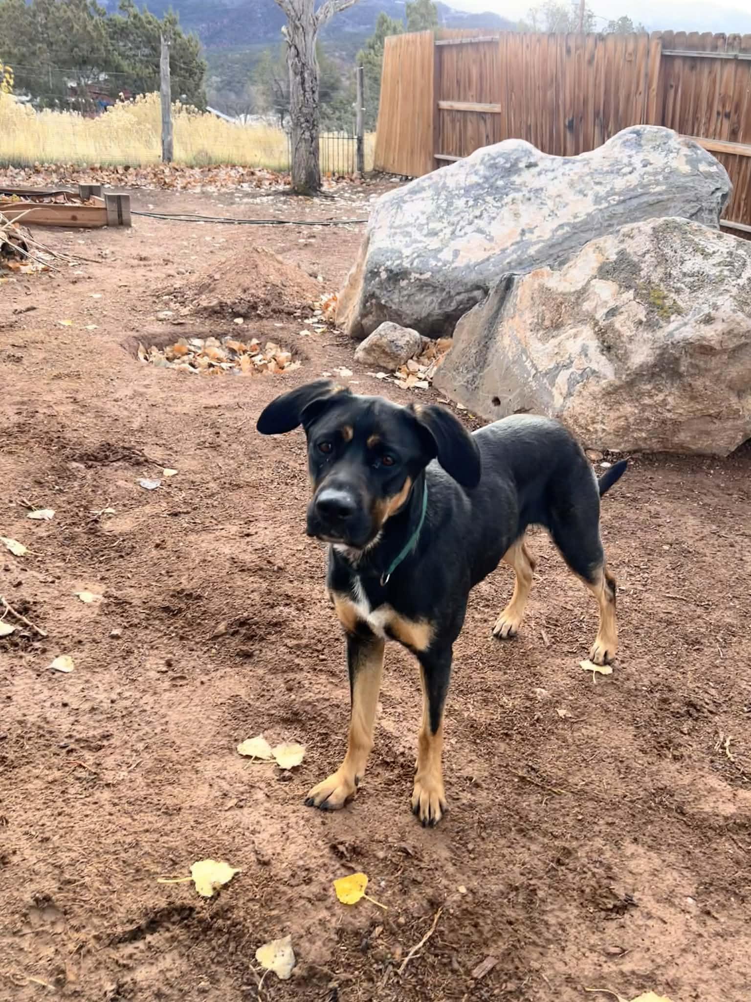 Enlarge Zena, a Adoptable mixed breed in Midway, UT image 2/3