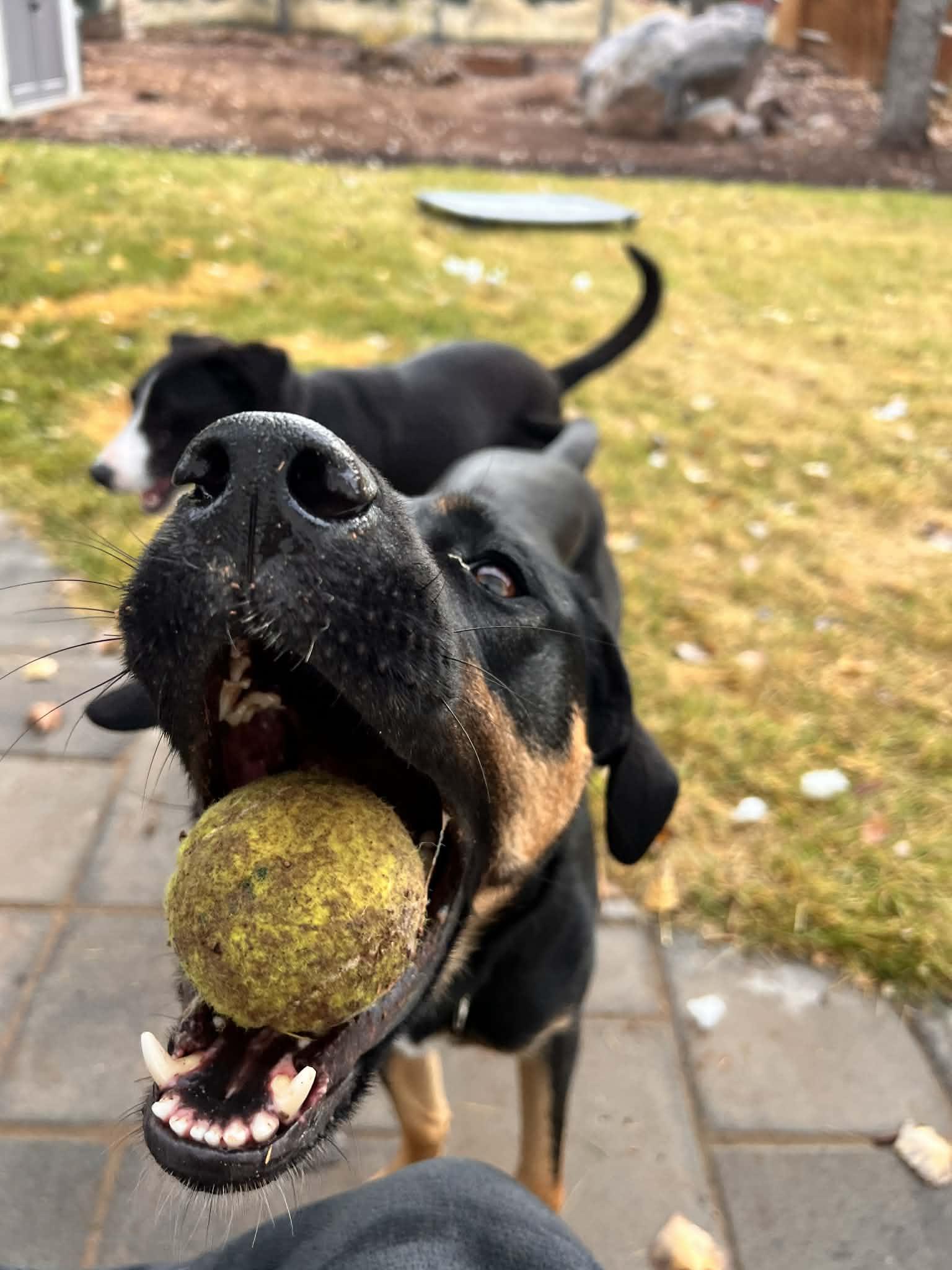 Zena, Adoptable, Young Female Shepherd & Labrador Retriever.