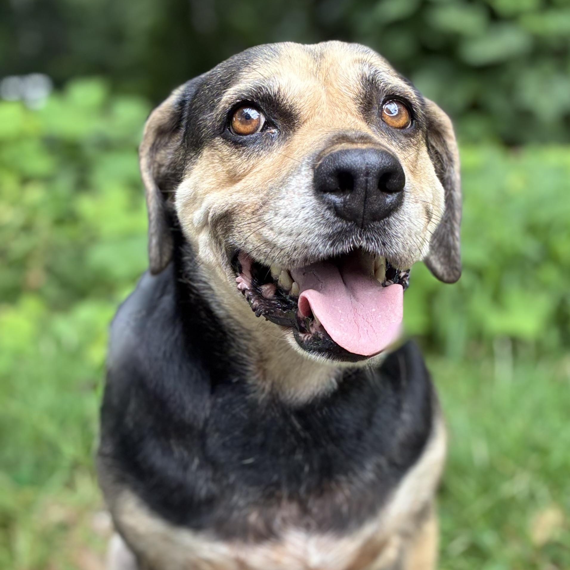 Bean, Adoptable, Adult Female Beagle & Terrier.
