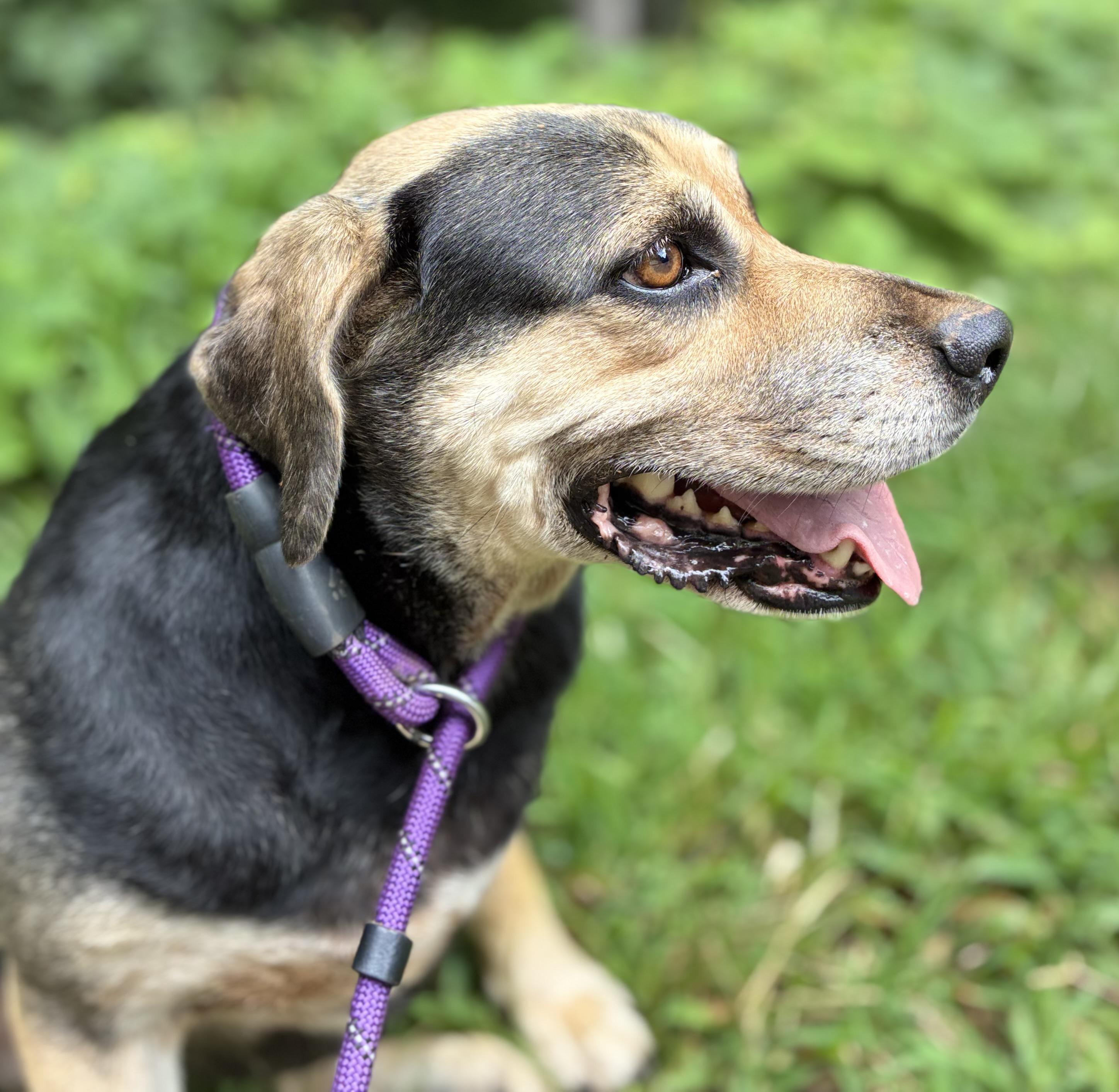 Enlarge Bean, a Adoptable mixed breed in Cedarburg, WI image 2/6