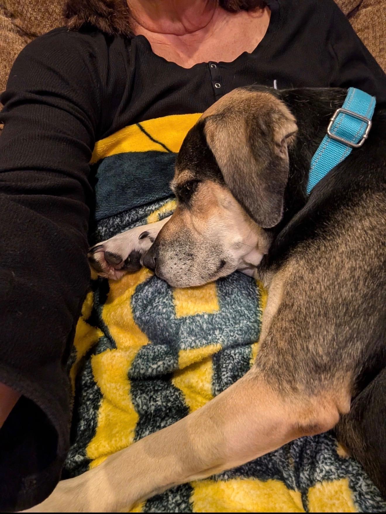 Enlarge Bean, a Adoptable mixed breed in Cedarburg, WI image 6/6