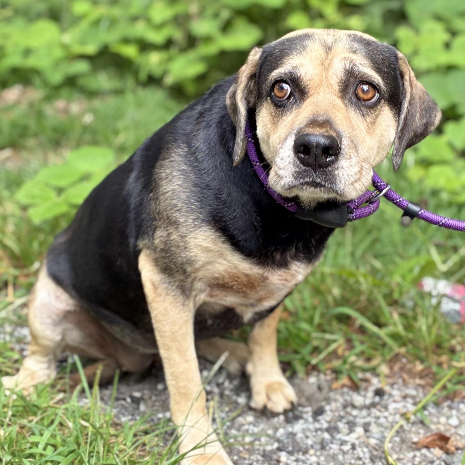 Enlarge Bean, a Adoptable mixed breed in Cedarburg, WI image 4/6