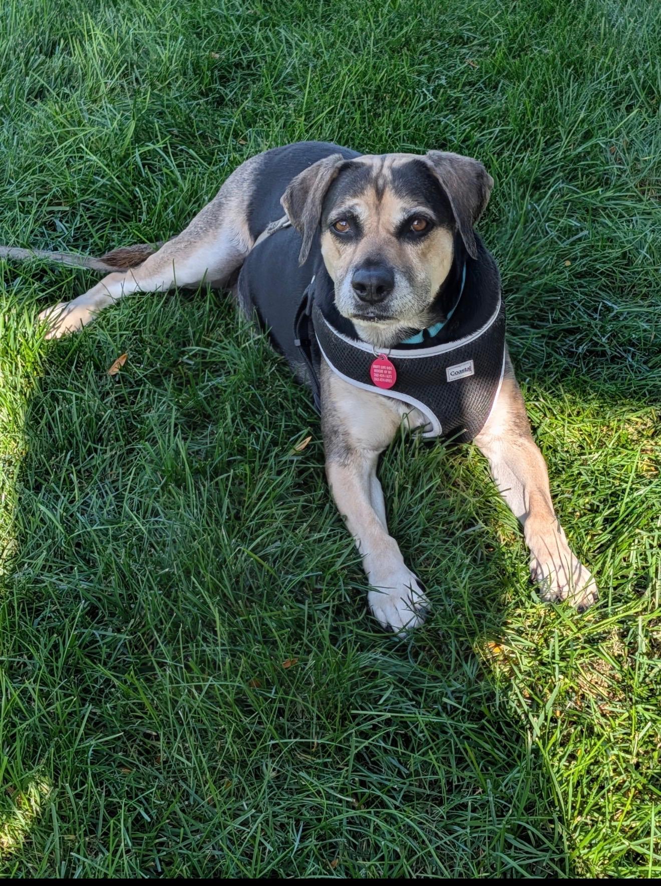 Enlarge Bean, a Adoptable mixed breed in Cedarburg, WI image 3/6