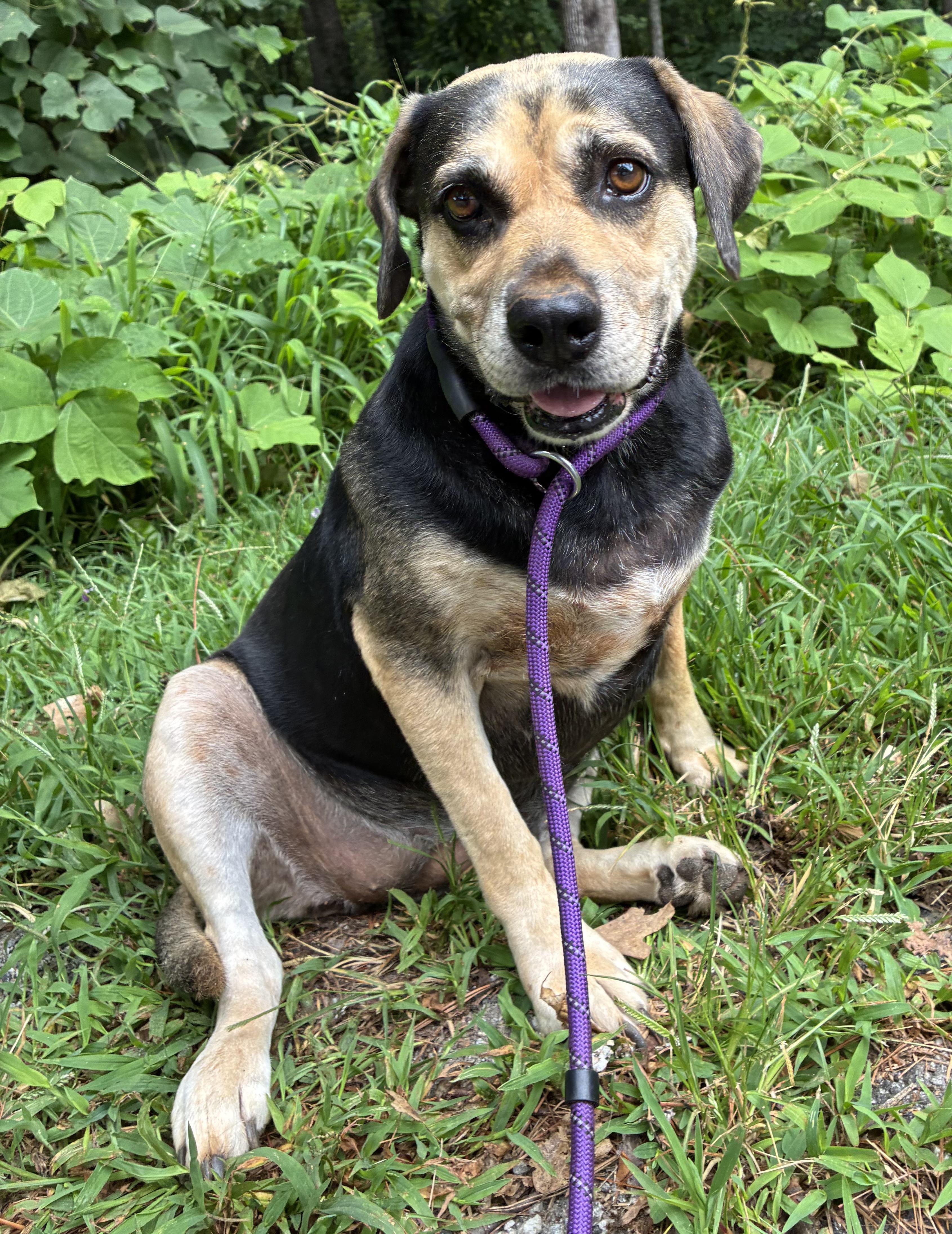 Enlarge Bean, a Adoptable mixed breed in Cedarburg, WI image 5/6